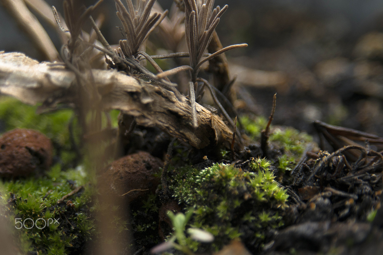 AF Zoom-Nikkor 28-105mm f/3.5-4.5D IF sample photo. Macrogardenhamburg eden photography