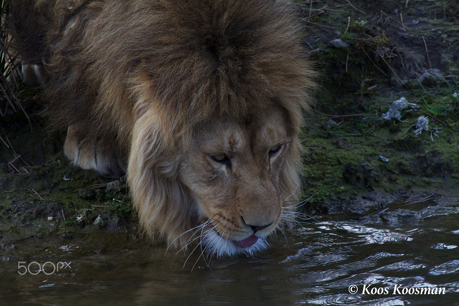 Canon EF 100-400mm F4.5-5.6L IS USM sample photo. African lion photography