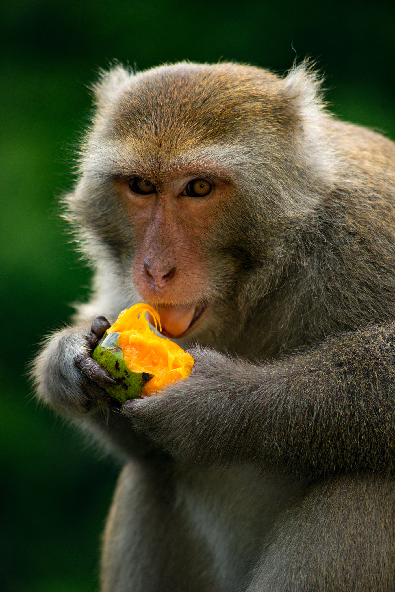 Nikon D800 + AF Nikkor 70-210mm f/4-5.6 sample photo. To injoy photography