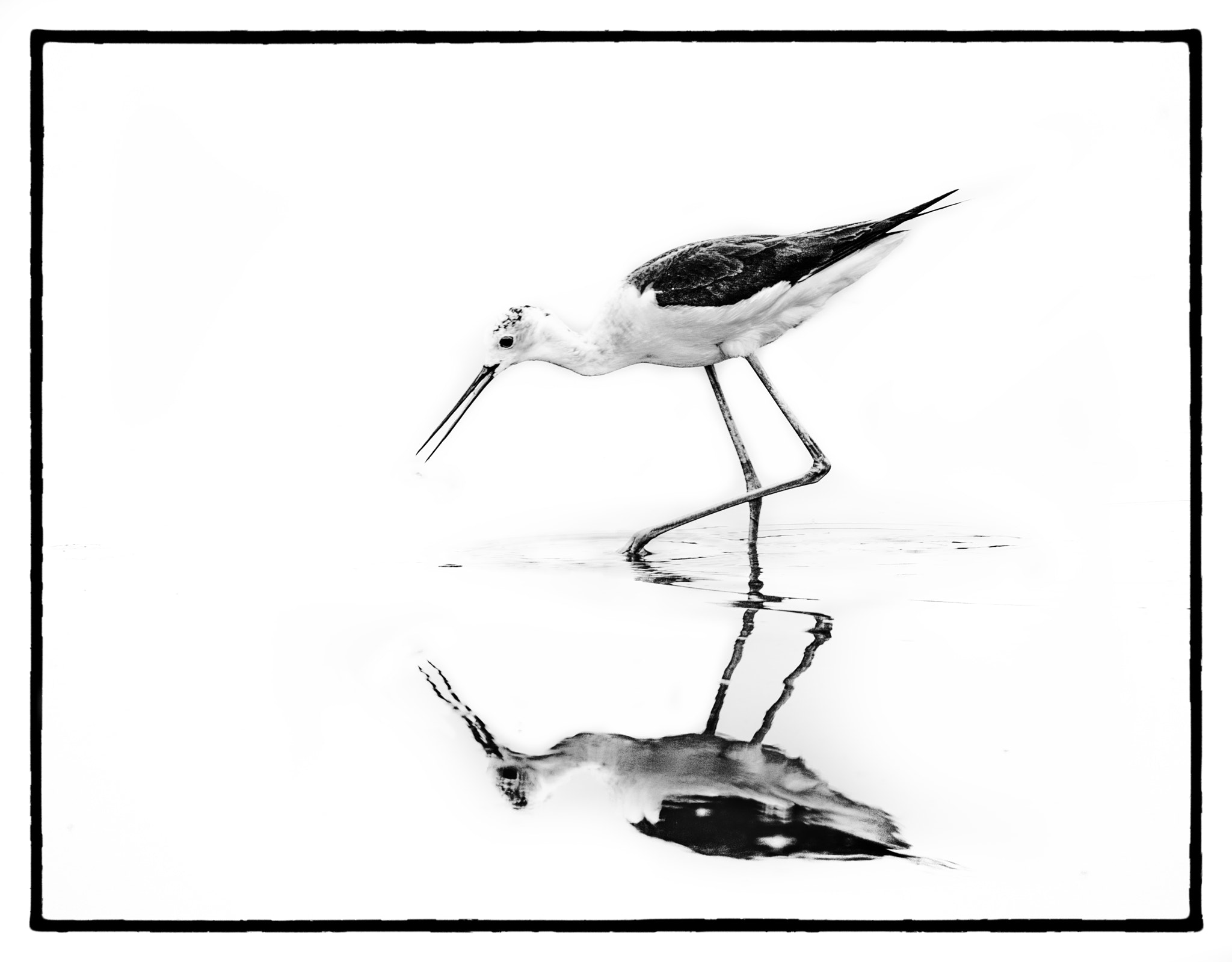 XF100-400mmF4.5-5.6 R LM OIS WR + 1.4x sample photo. Cavaliere bianco photography