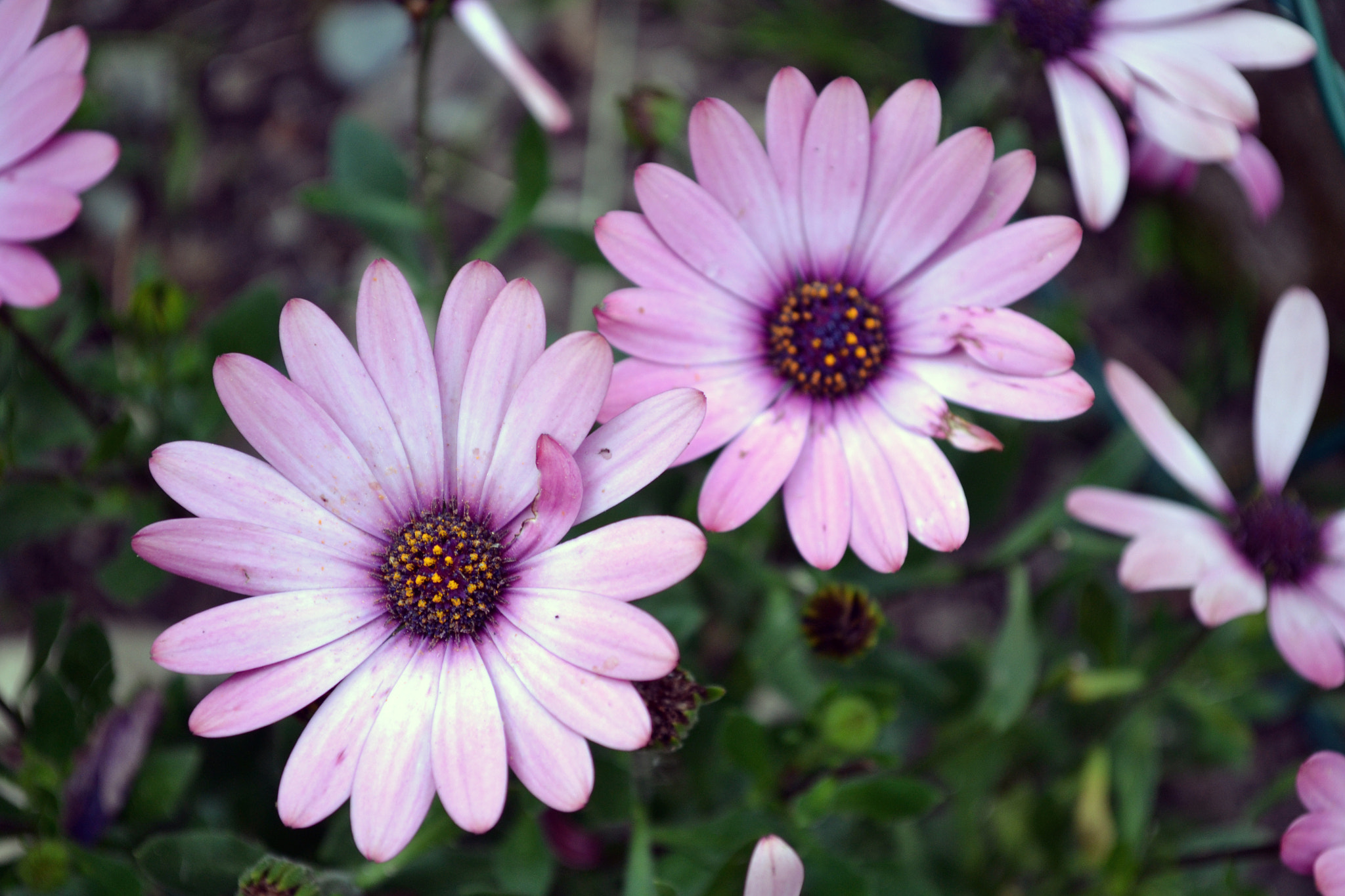 Nikon D3100 + Tamron SP 35mm F1.8 Di VC USD sample photo. Flowers 2 photography