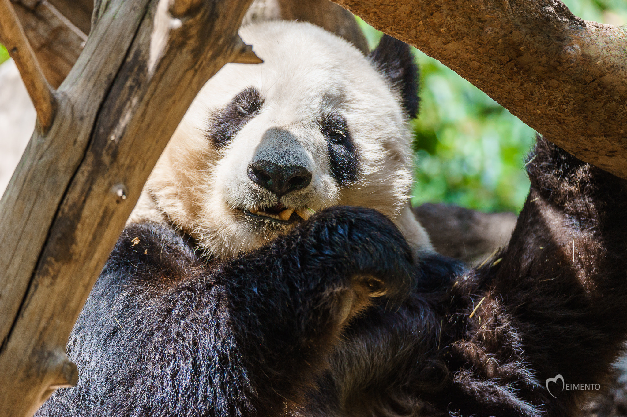 Sony a7 II + Tamron SP 150-600mm F5-6.3 Di VC USD sample photo. Giant panda lunch time! photography