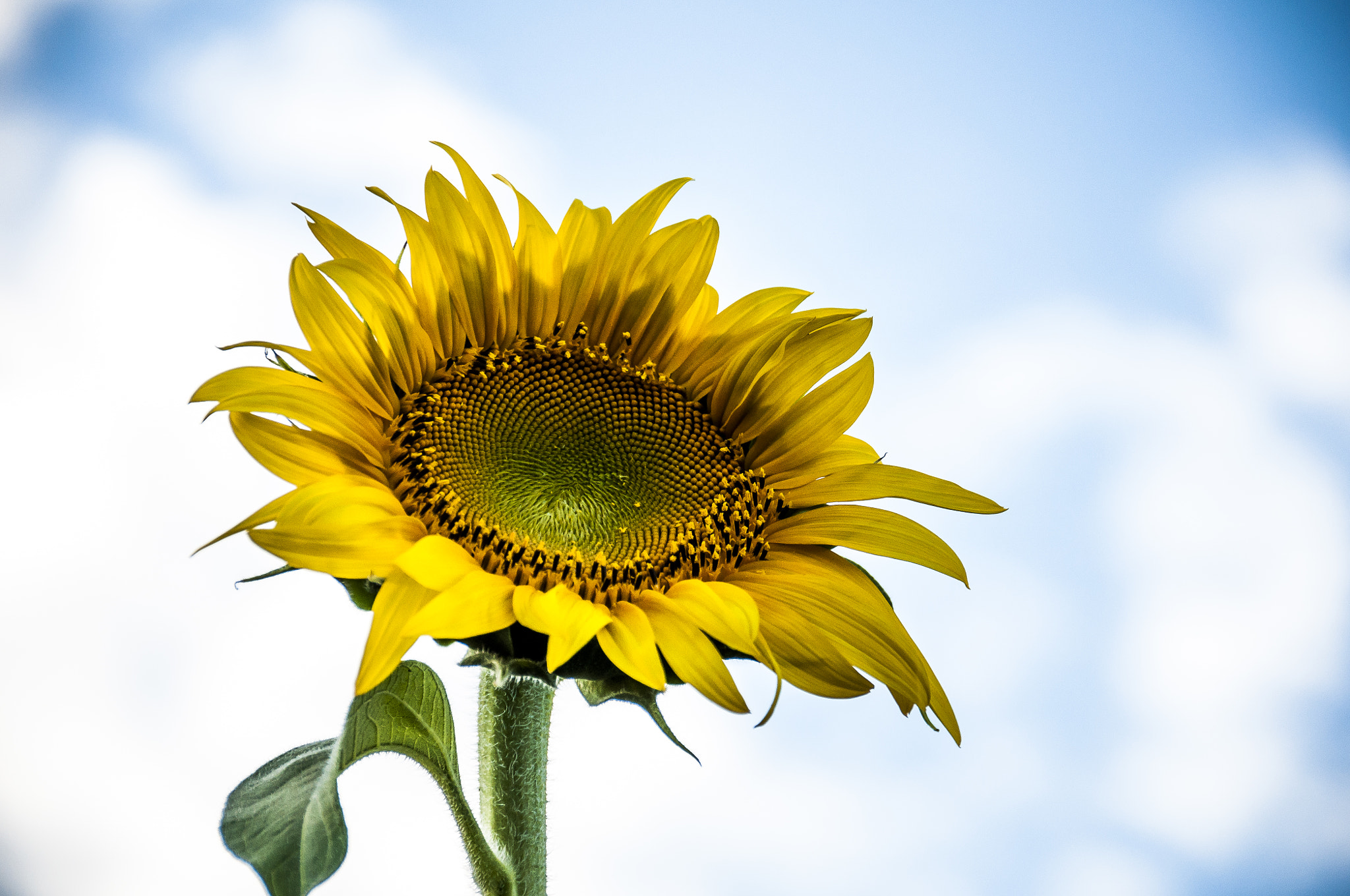 Sigma 18-250mm F3.5-6.3 DC Macro OS HSM sample photo. Sunflower photography