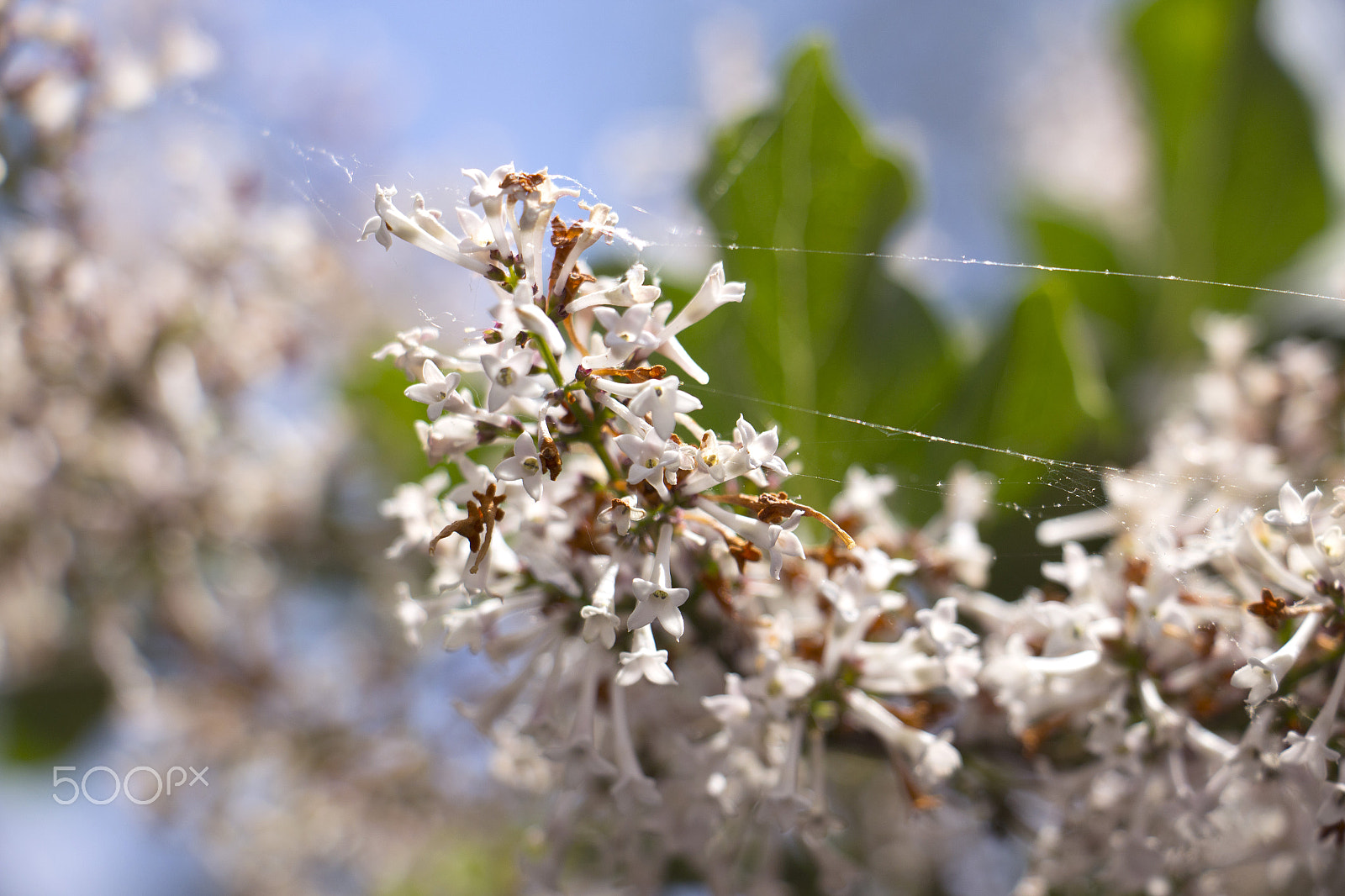 Canon EOS M sample photo. Lilacs 2 photography