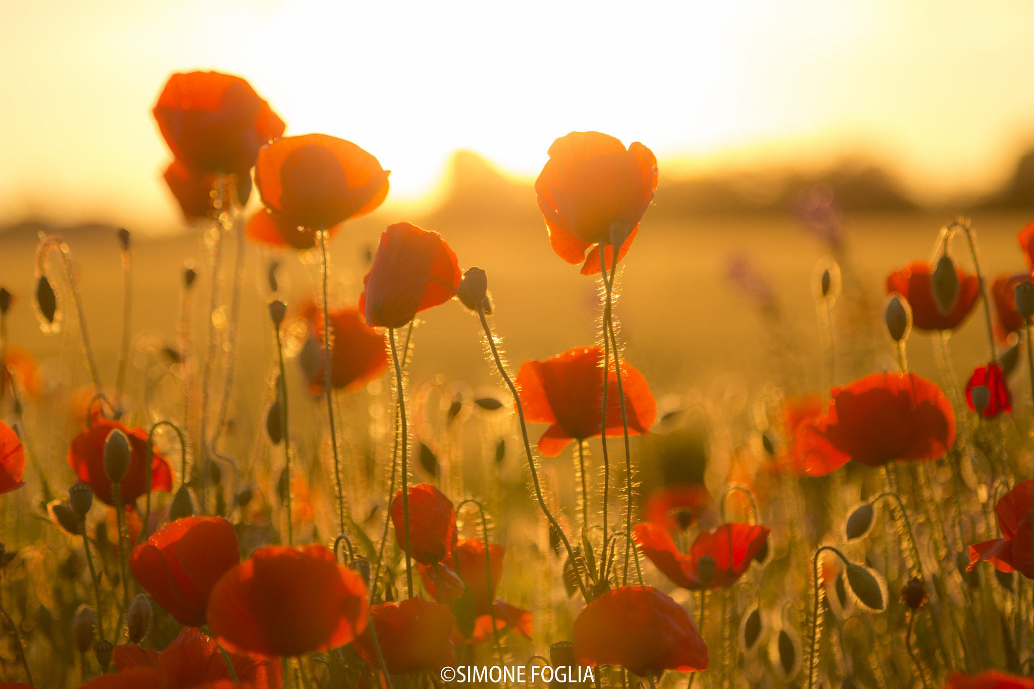 Canon EOS 100D (EOS Rebel SL1 / EOS Kiss X7) + Canon EF 24-105mm F4L IS USM sample photo. Land of poppies photography