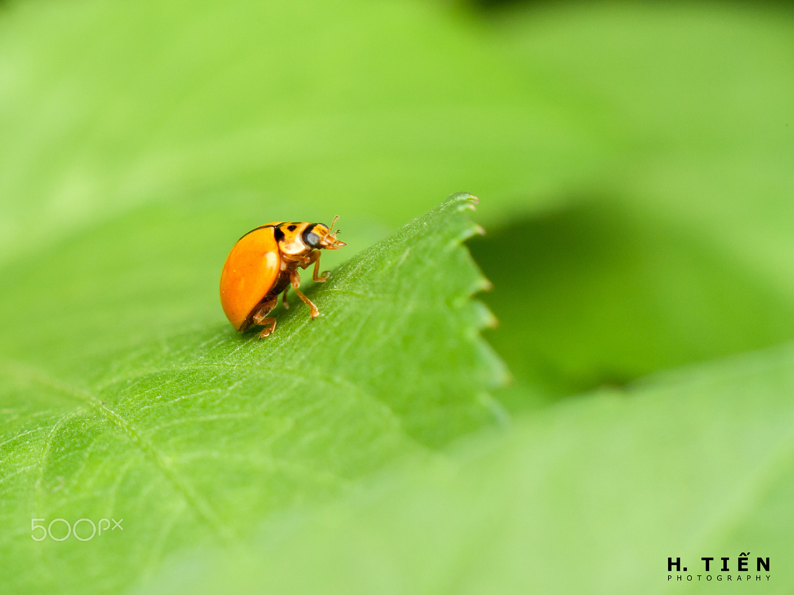 Canon EOS 1000D (EOS Digital Rebel XS / EOS Kiss F) sample photo. Ladybug photography