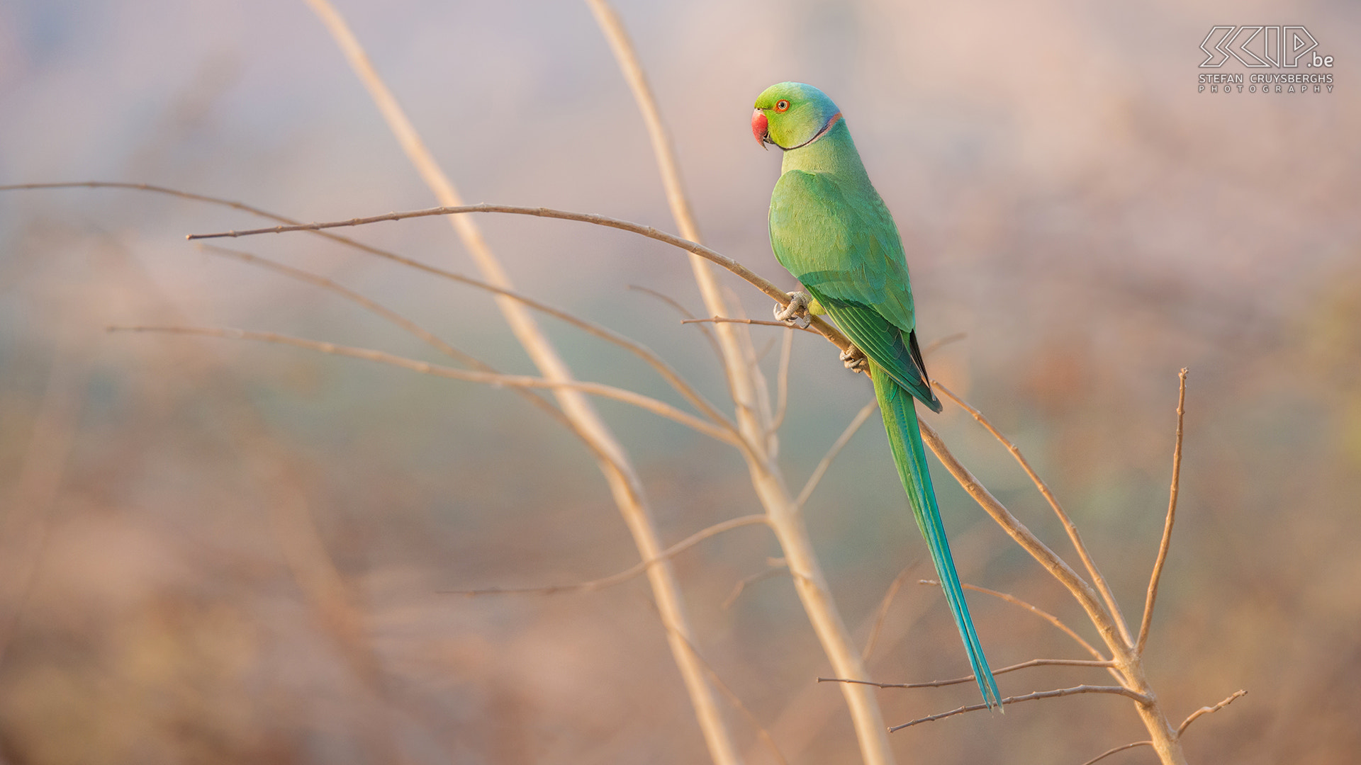 Sigma 150-600mm F5-6.3 DG OS HSM | S sample photo. Rose-ringed parakeet photography