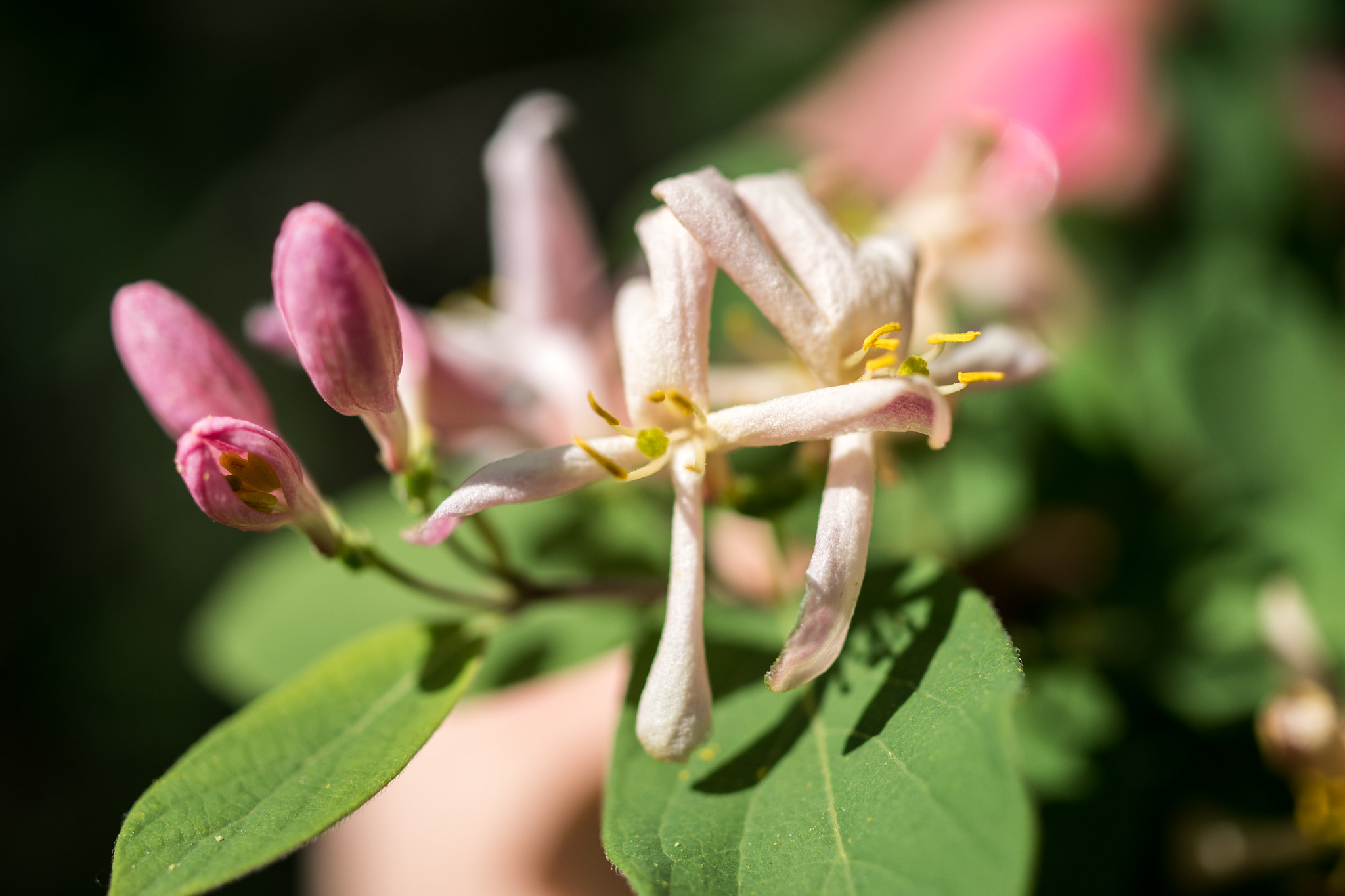 Pentax K-S2 sample photo. Blooming pink photography