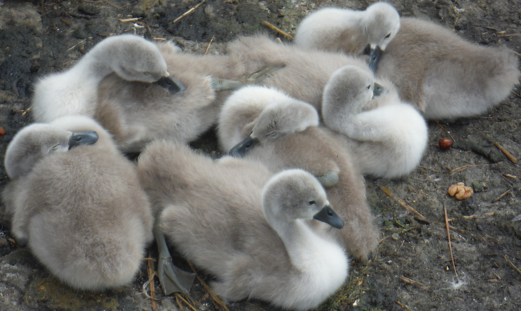 Fujifilm FinePix XP70 XP71 XP75 sample photo. Cygnets  photography