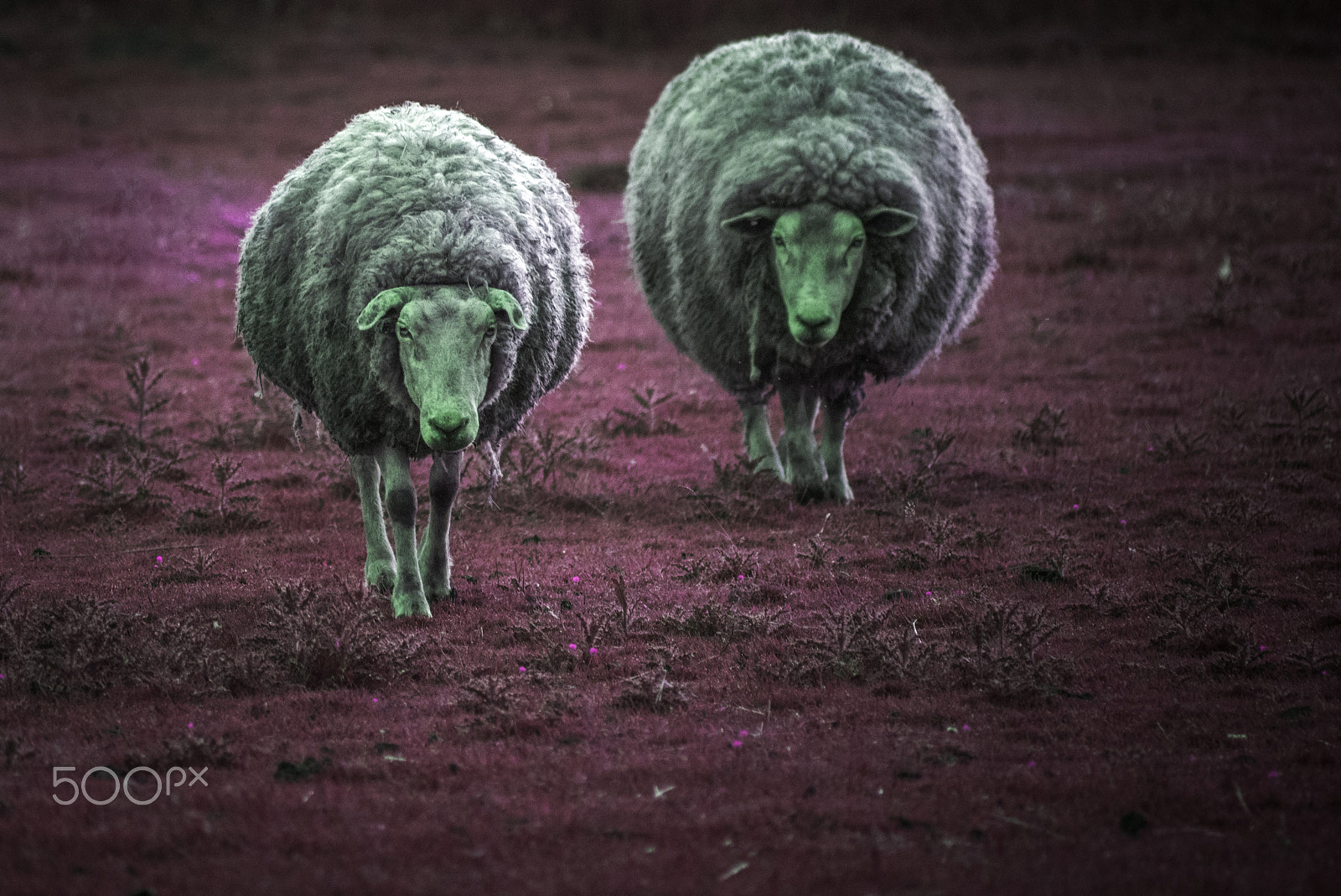 Sigma 50-500mm F4-6.3 EX APO RF HSM sample photo. Sheep. deal with it! photography