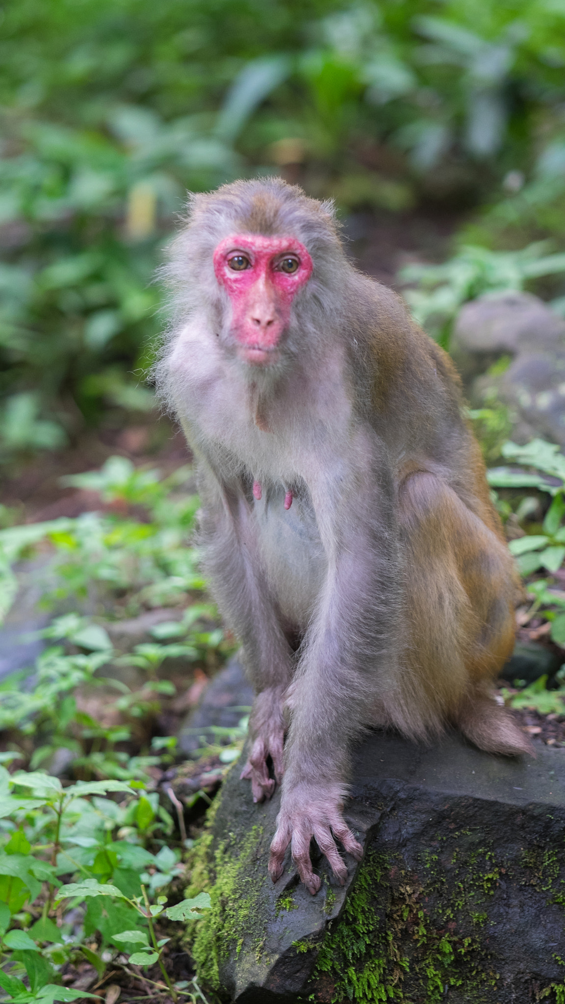 Fujifilm X-E2 + Fujifilm XF 90mm F2 R LM WR sample photo. 短尾猕猴 photography