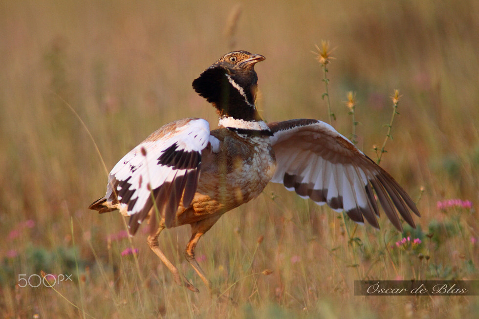 Canon EF 400mm f/2.8L + 1.4x sample photo. Little bustard in action photography