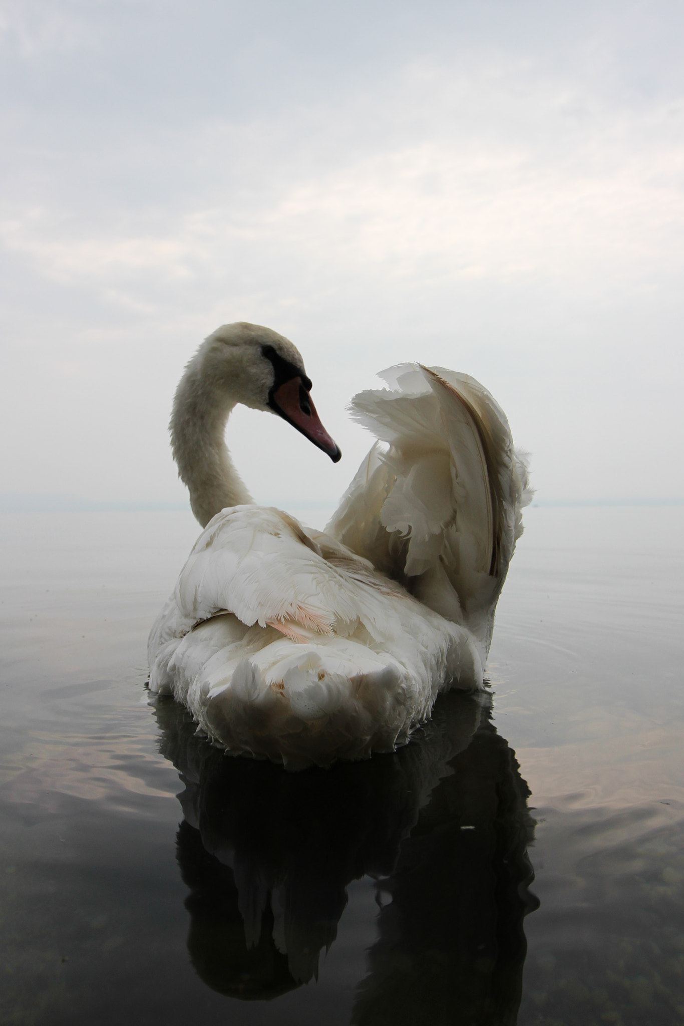 Canon EF-S 10-18mm F4.5–5.6 IS STM sample photo. White swan photography