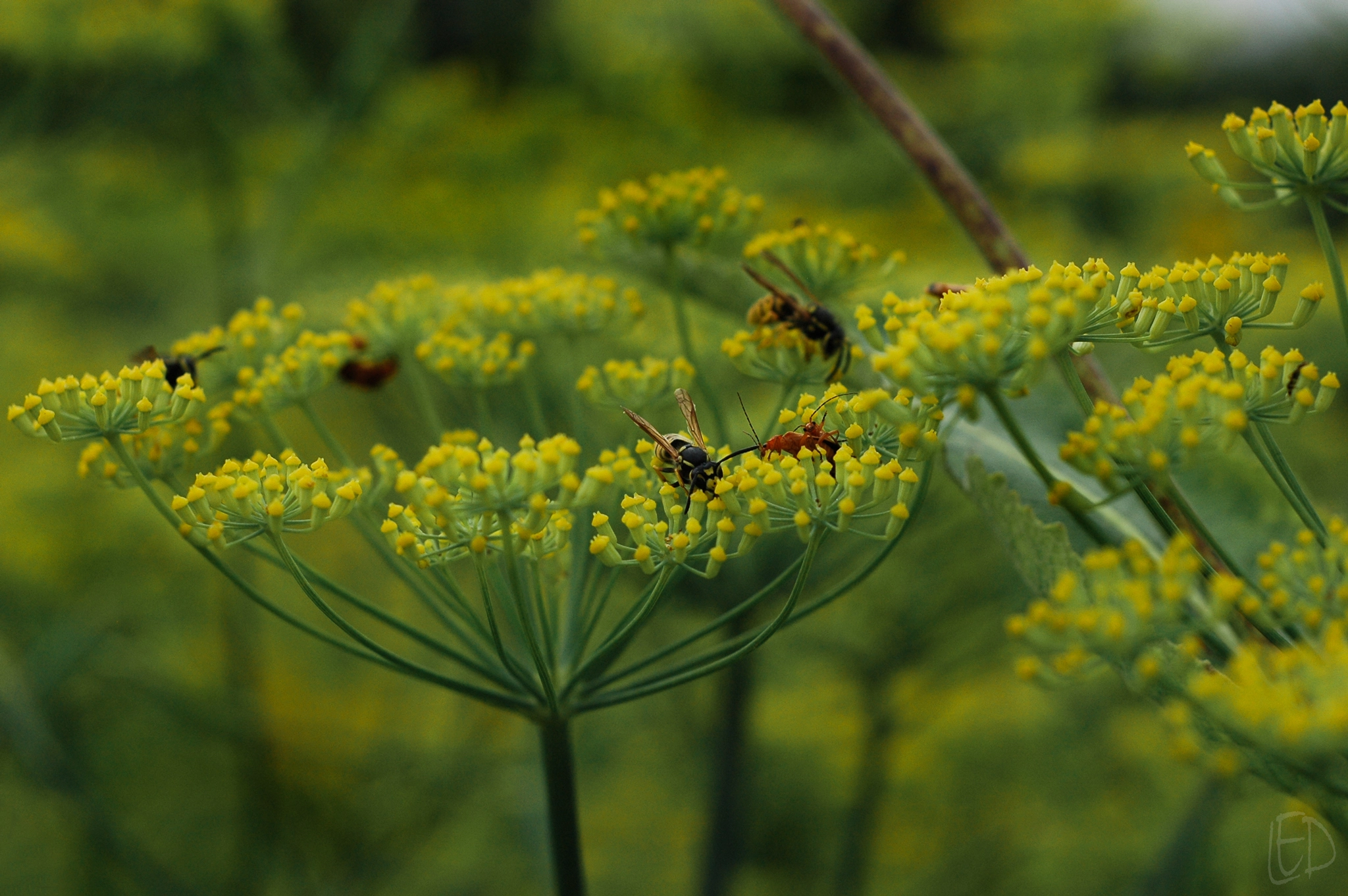 Nikon D70s + Nikon AF Nikkor 50mm F1.8D sample photo. Life on the dill photography