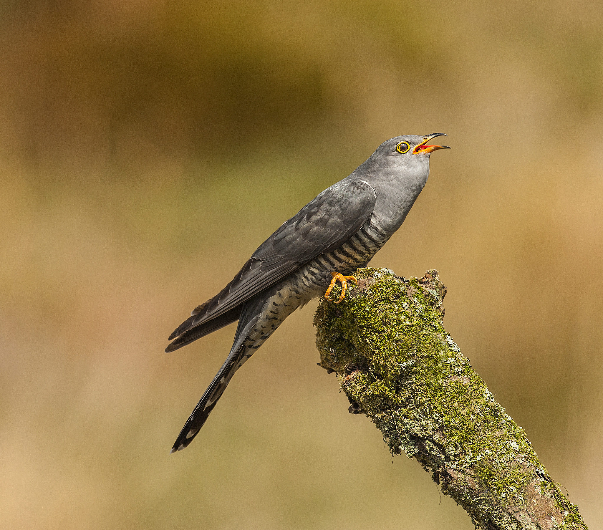 Nikon D700 + Nikon AF-S Nikkor 500mm F4G ED VR sample photo. Another cuckoo photography