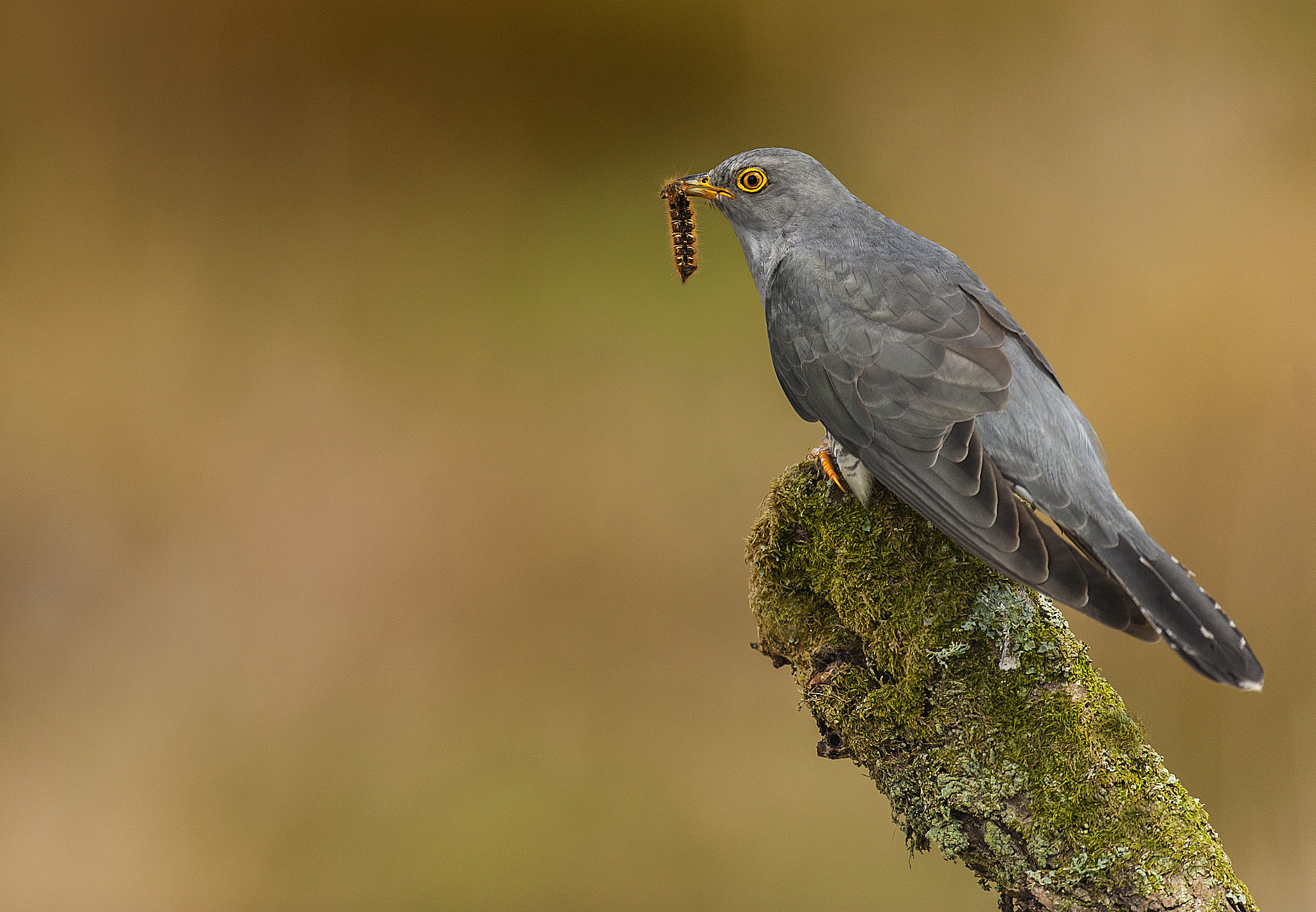 Nikon D700 + Nikon AF-S Nikkor 500mm F4G ED VR sample photo. Cuckoo with meal photography