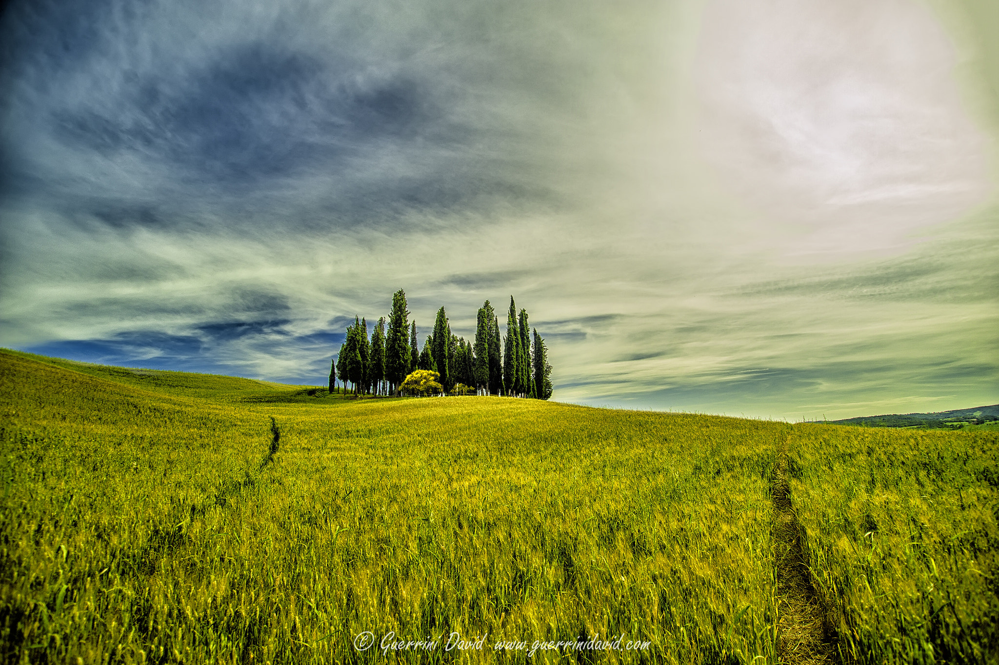 Nikon D700 + Sigma 17-35mm F2.8-4 EX Aspherical sample photo. Il boschetto photography