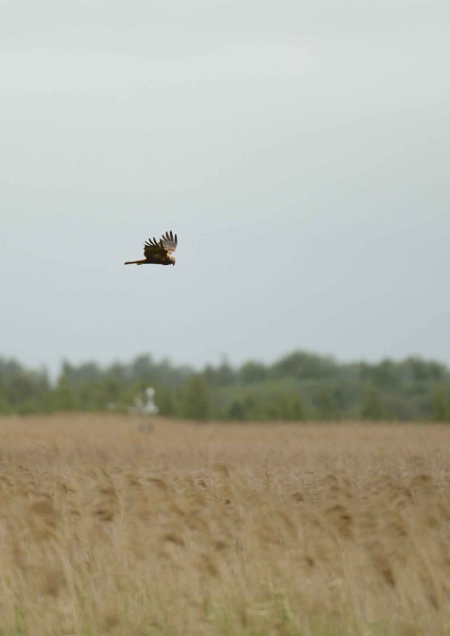 Nikon AF-S Nikkor 200-400mm F4G ED-IF VR sample photo. Marsh harrier patrolling photography