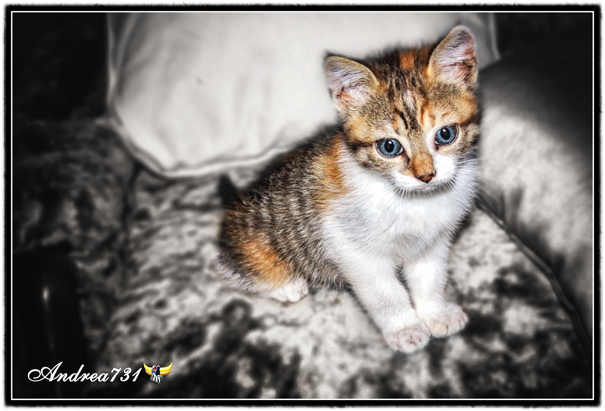 Canon EF-S 18-55mm F3.5-5.6 sample photo. Ciao,io sono fluffy! photography