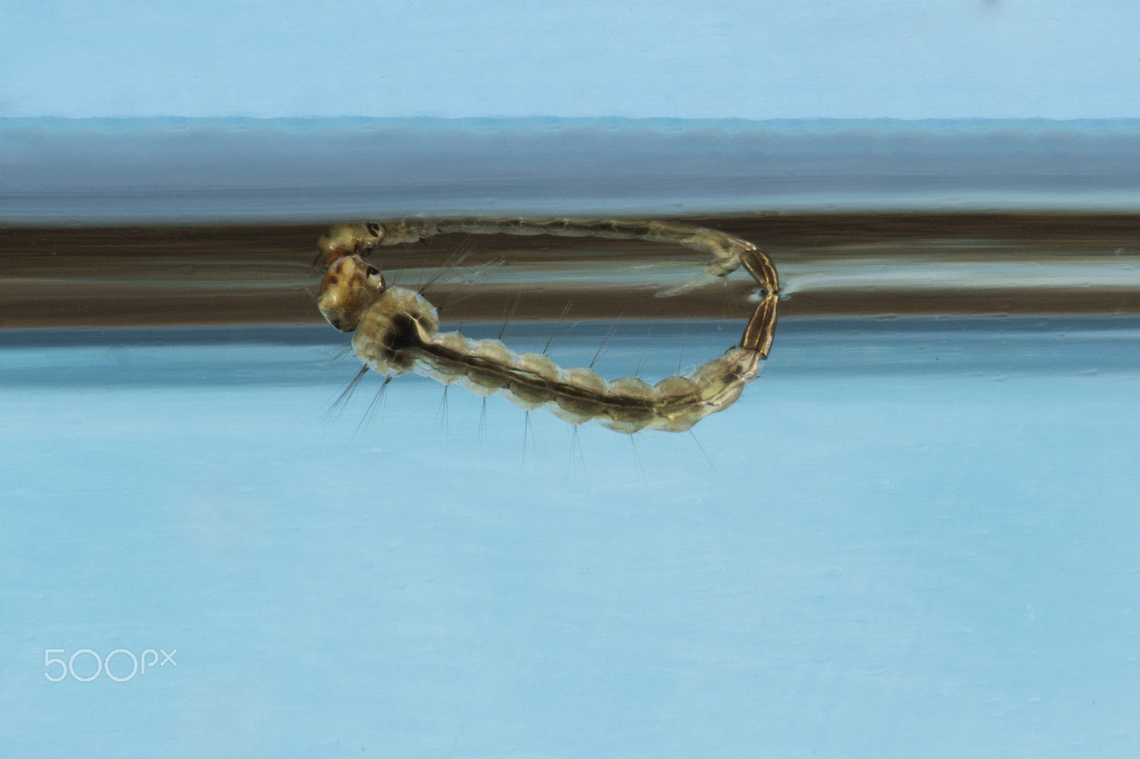 Canon EF 180mm F3.5L Macro USM sample photo. Larvae_1u5a9638_.jpg photography