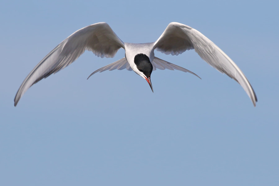 Canon EOS 7D Mark II + Canon EF 100-400mm F4.5-5.6L IS II USM sample photo. Common tern photography