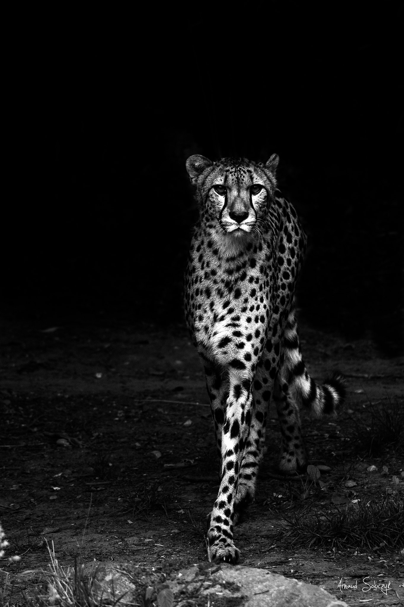 Sigma 120-400mm F4.5-5.6 DG OS HSM sample photo. Cheetah photography