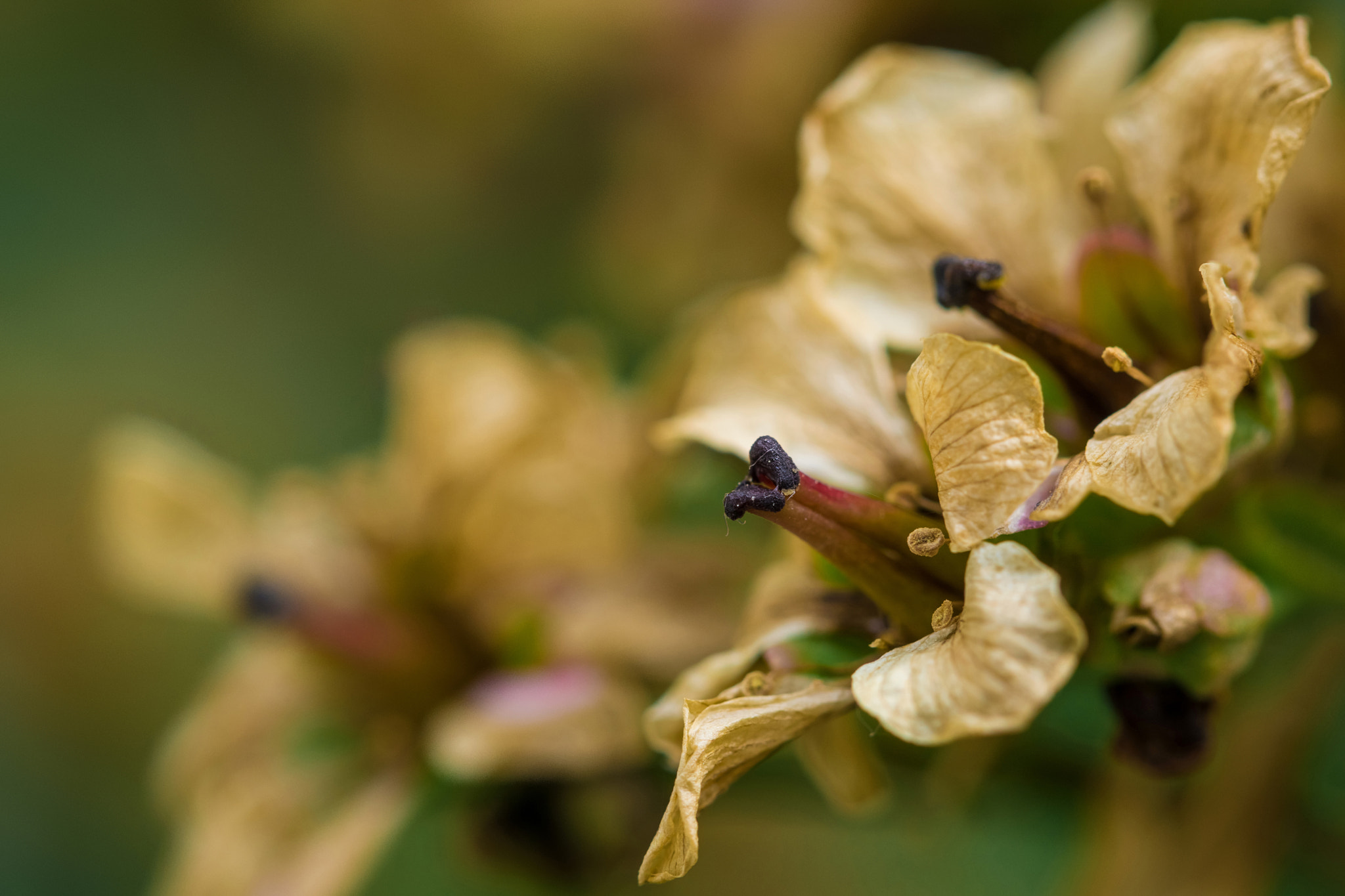 Sony a6000 + Canon EF 100mm F2.8L Macro IS USM sample photo. Golden bliss photography
