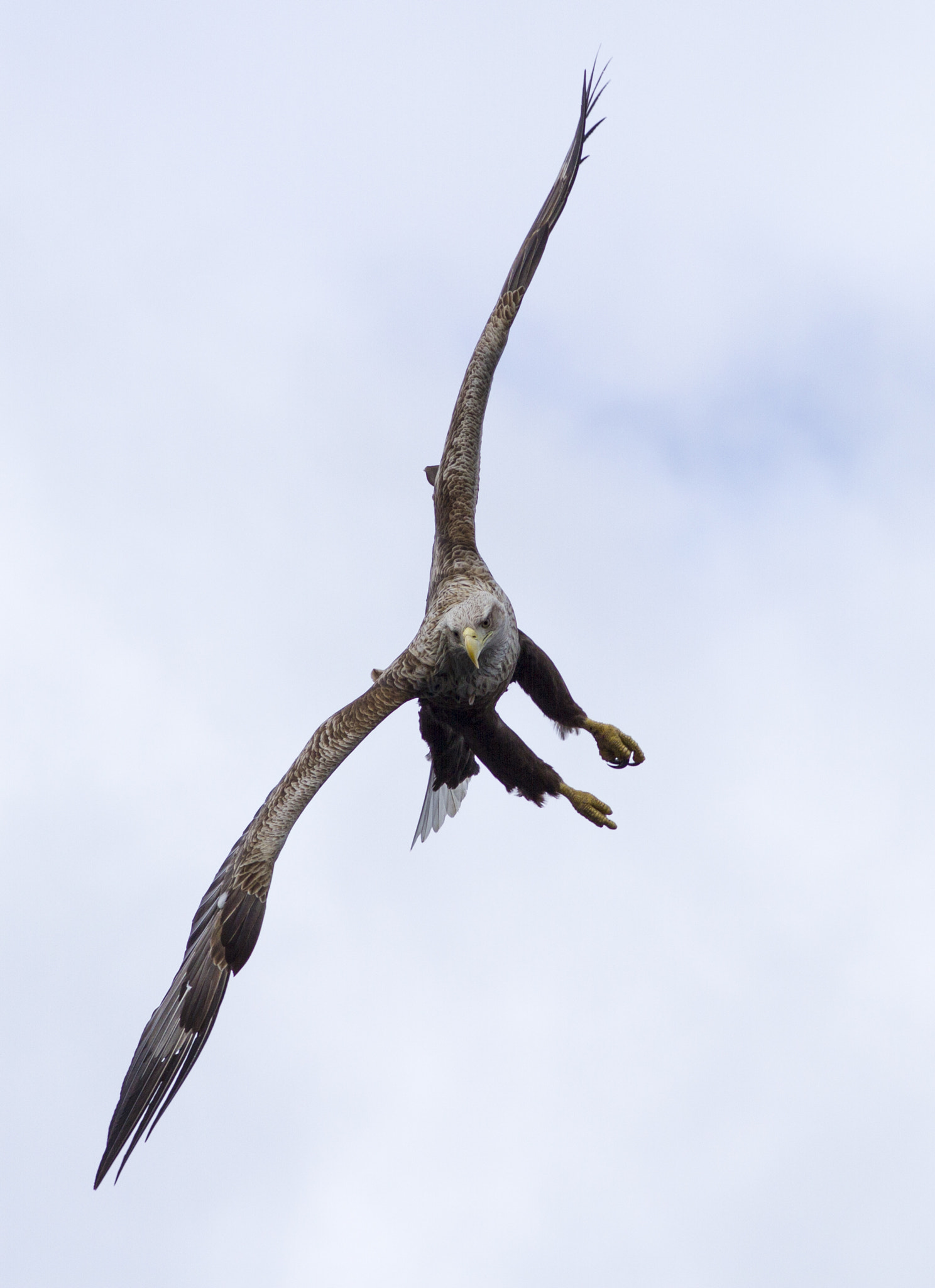 Canon EOS 7D + Canon EF 200mm F2.8L II USM sample photo. Eagle in norway photography