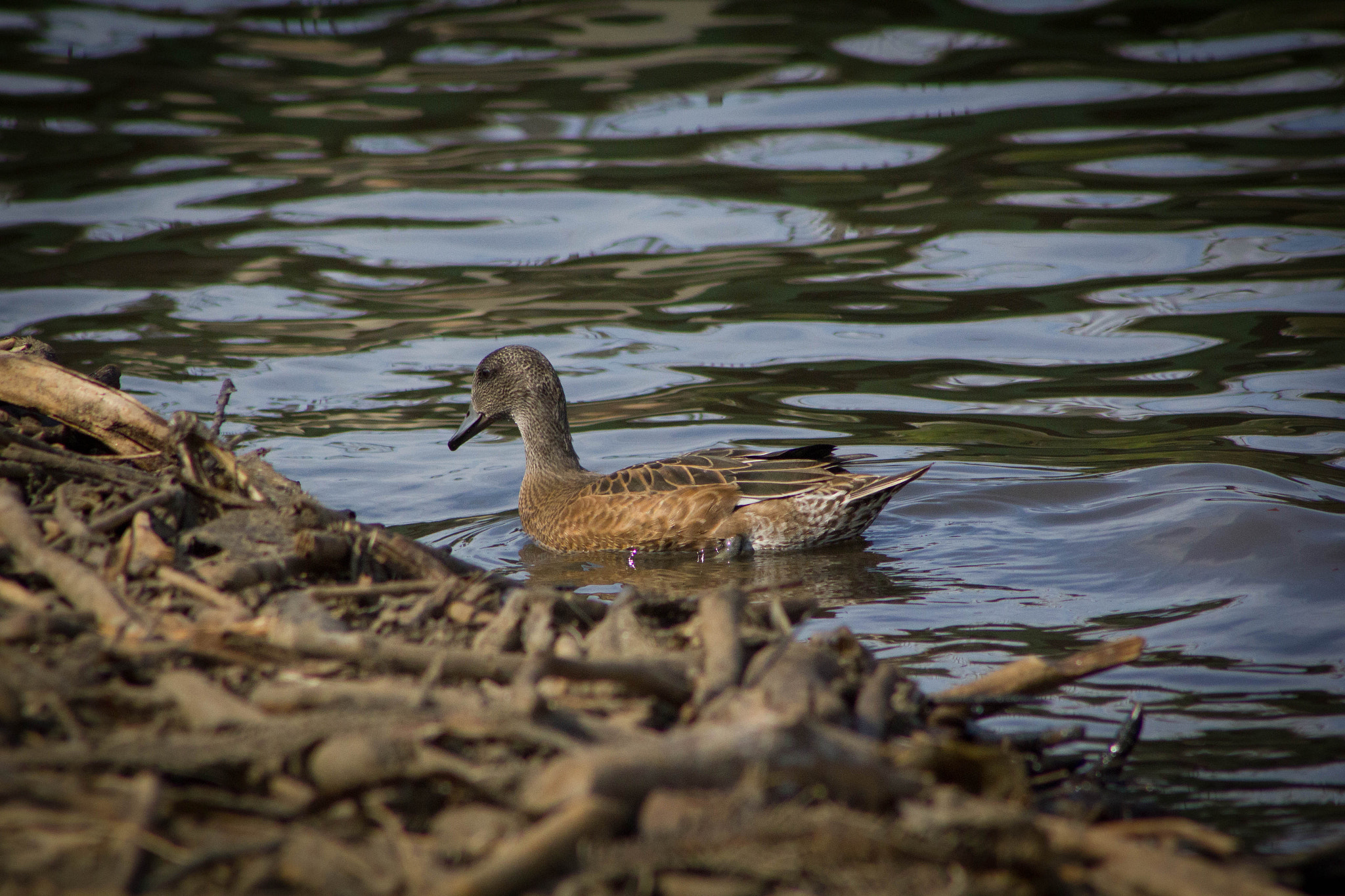 Canon EF 75-300mm f/4-5.6 USM sample photo. Duck in the water photography