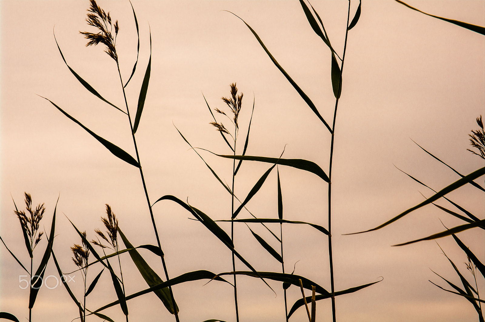Pentax smc DA 17-70mm F4.0 AL (IF) SDM sample photo. Texture of nature photography
