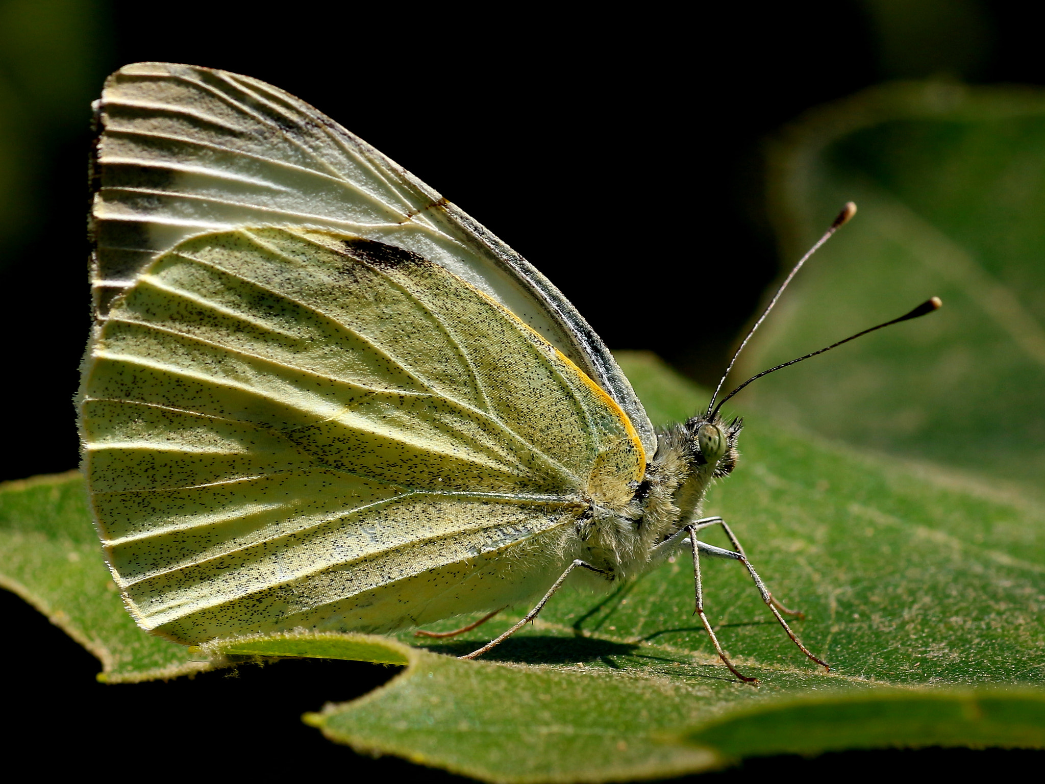 Tamron SP AF 90mm F2.8 Di Macro sample photo. Pieris photography