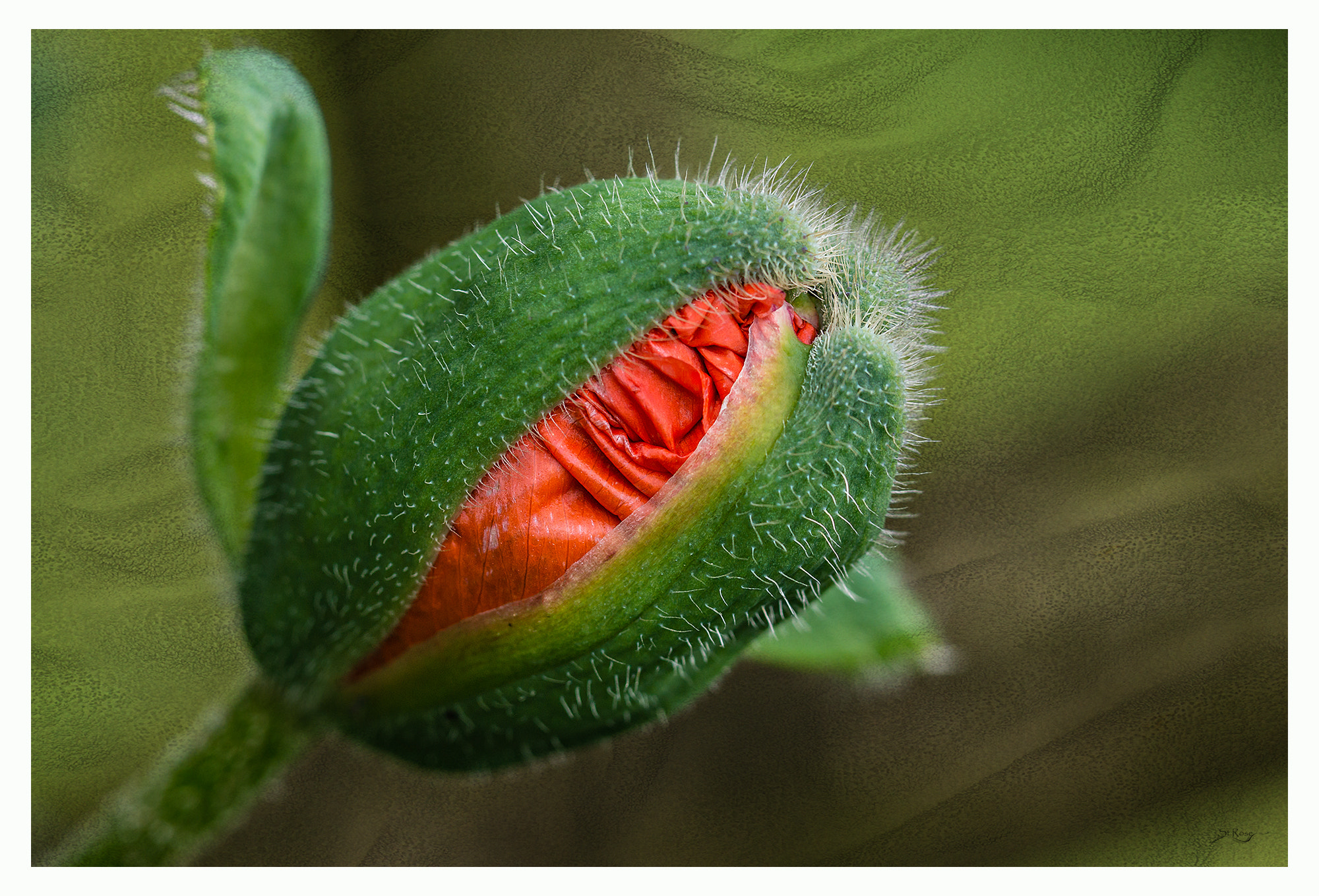 Sony SLT-A77 + 90mm F2.8 Macro SSM sample photo. Close up photography