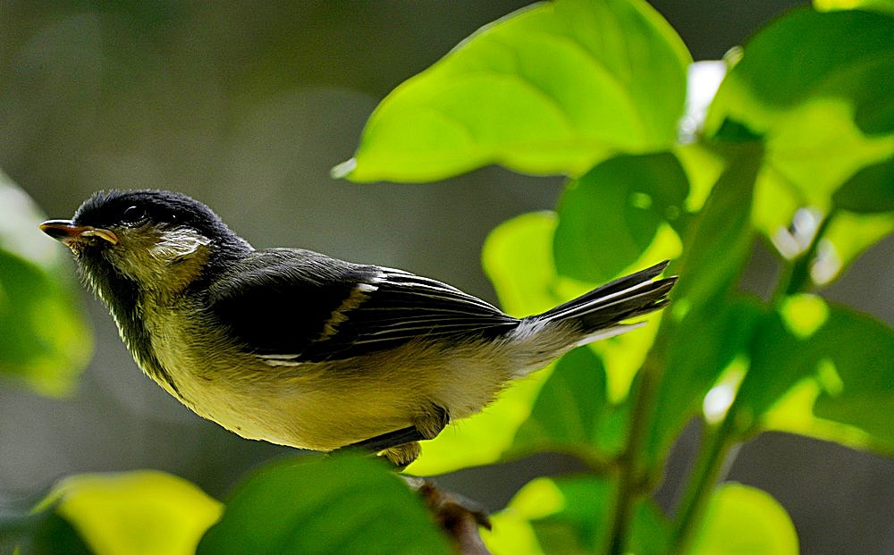 Sigma 70-300mm F4-5.6 APO Macro Super II sample photo. Parus major - büyük baştankara photography