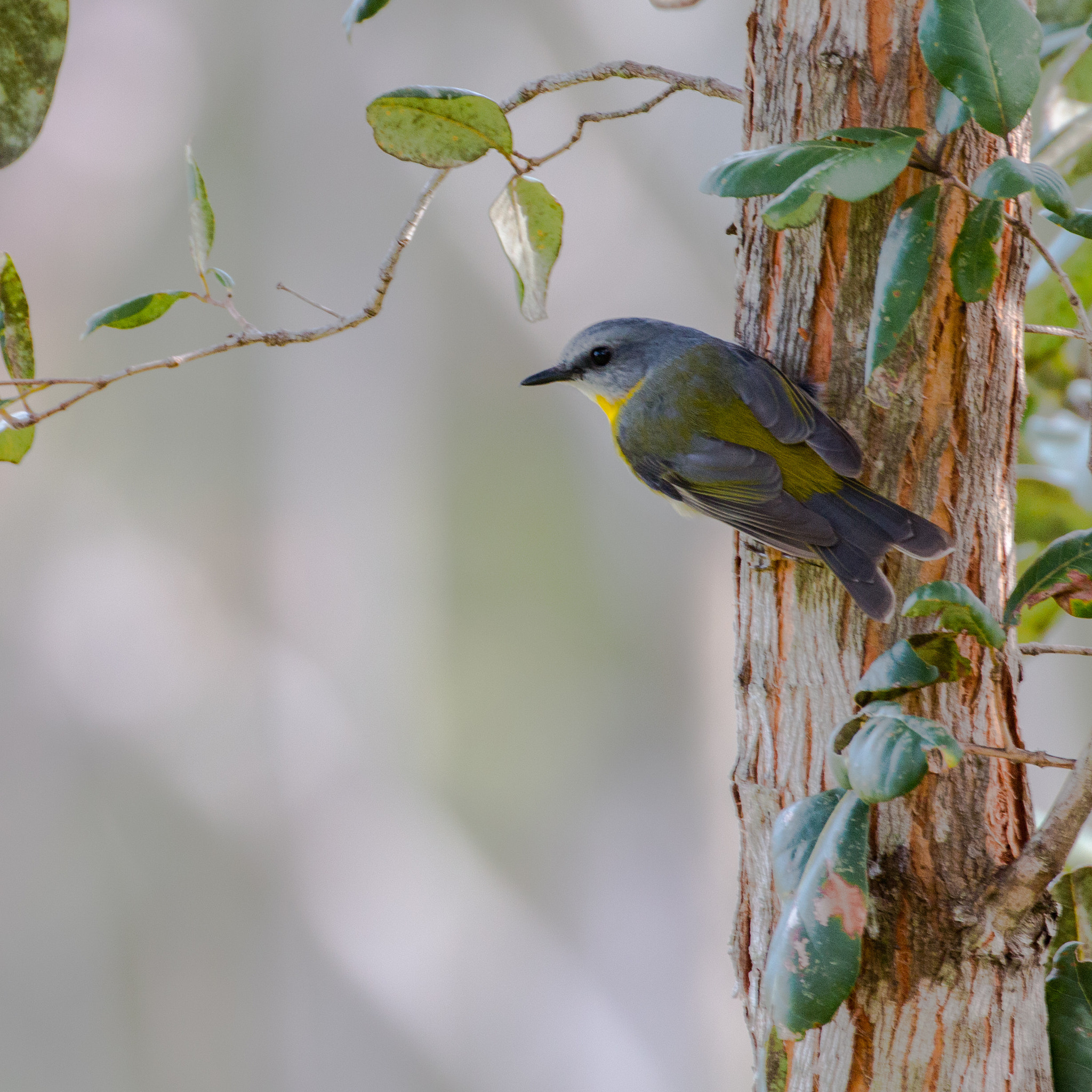 Canon EOS 70D + Canon EF 100-400mm F4.5-5.6L IS II USM sample photo. Eastern yellow robin photography