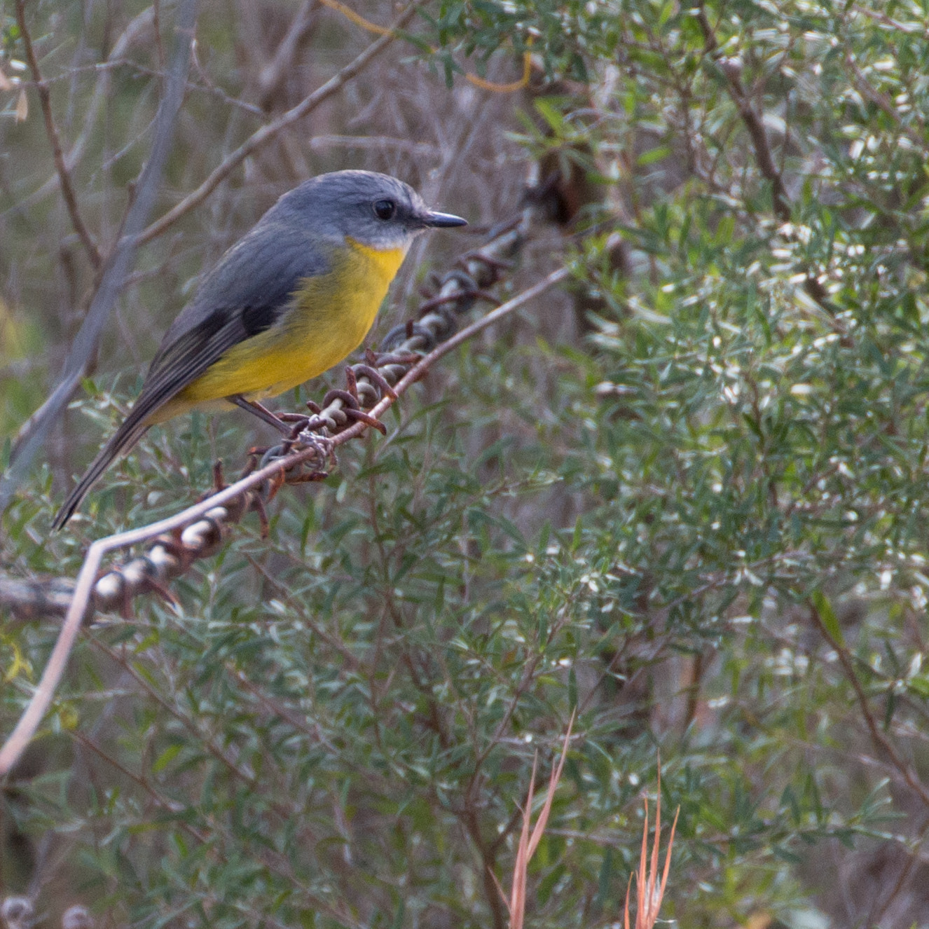 Canon EOS 70D + Canon EF 100-400mm F4.5-5.6L IS II USM sample photo. Eastern yellow robin photography