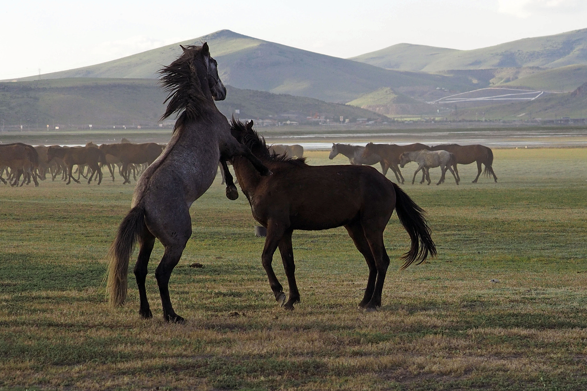 Panasonic Lumix G X Vario 35-100mm F2.8 OIS sample photo. Yılkı atları-wild horses-2 photography