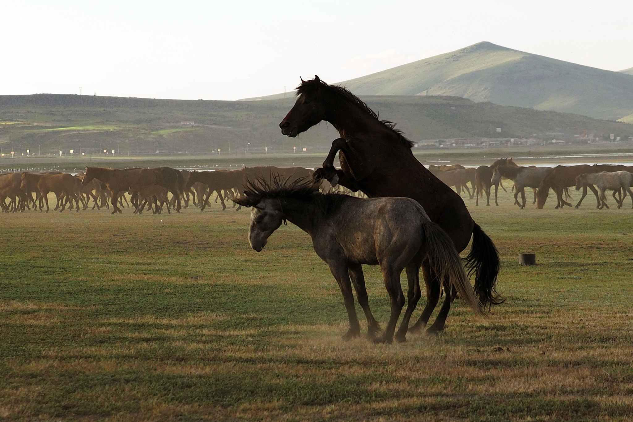 Panasonic Lumix G X Vario 35-100mm F2.8 OIS sample photo. Yılkı atları-wild horses-3 photography