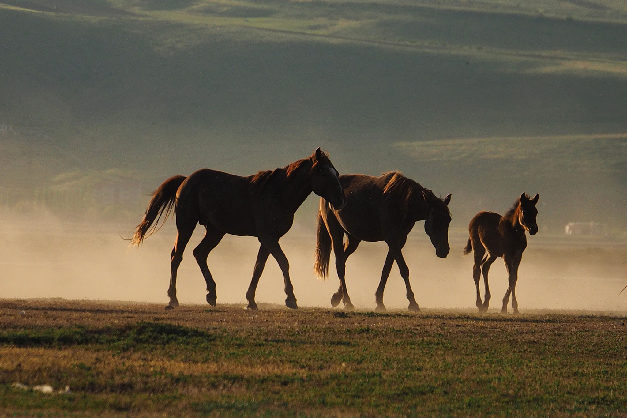 Panasonic Lumix G X Vario 35-100mm F2.8 OIS sample photo. Yılkı atları-wild horses-4 photography