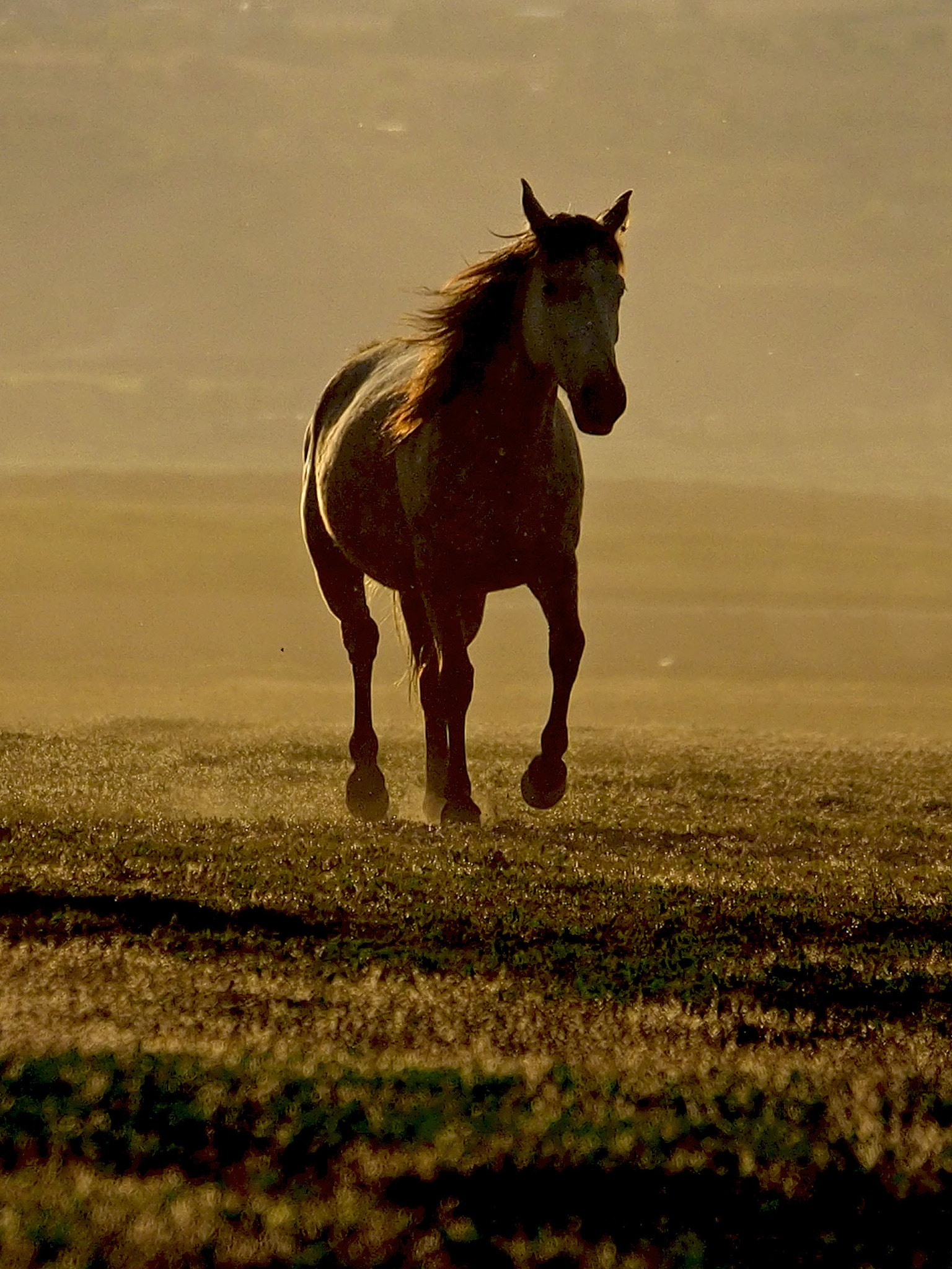 Panasonic Lumix G X Vario 35-100mm F2.8 OIS sample photo. Yılkı atları-wild horses-5 photography
