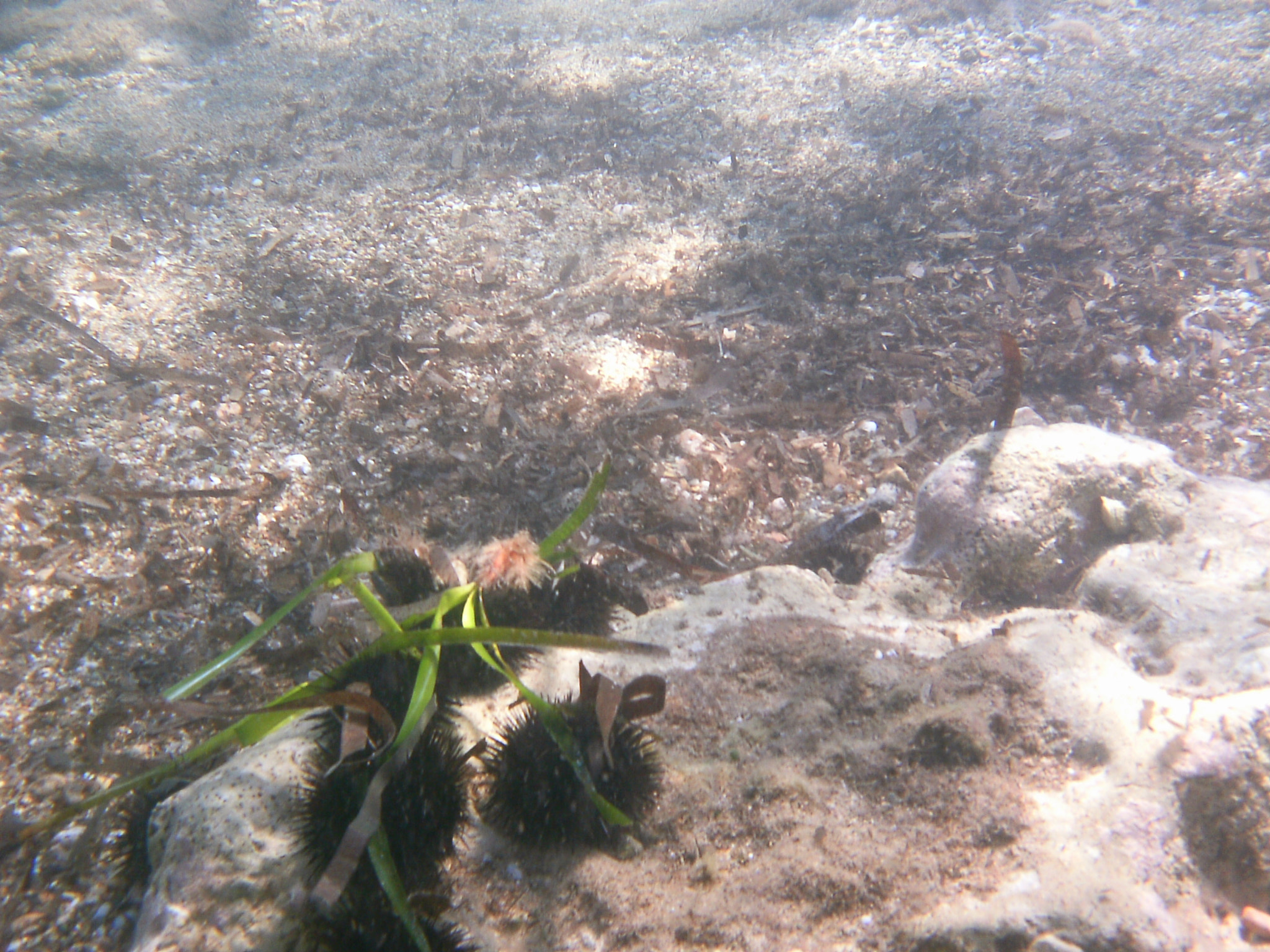 Rollei Sportsline 60 sample photo. �first dive of summer 2016 photography