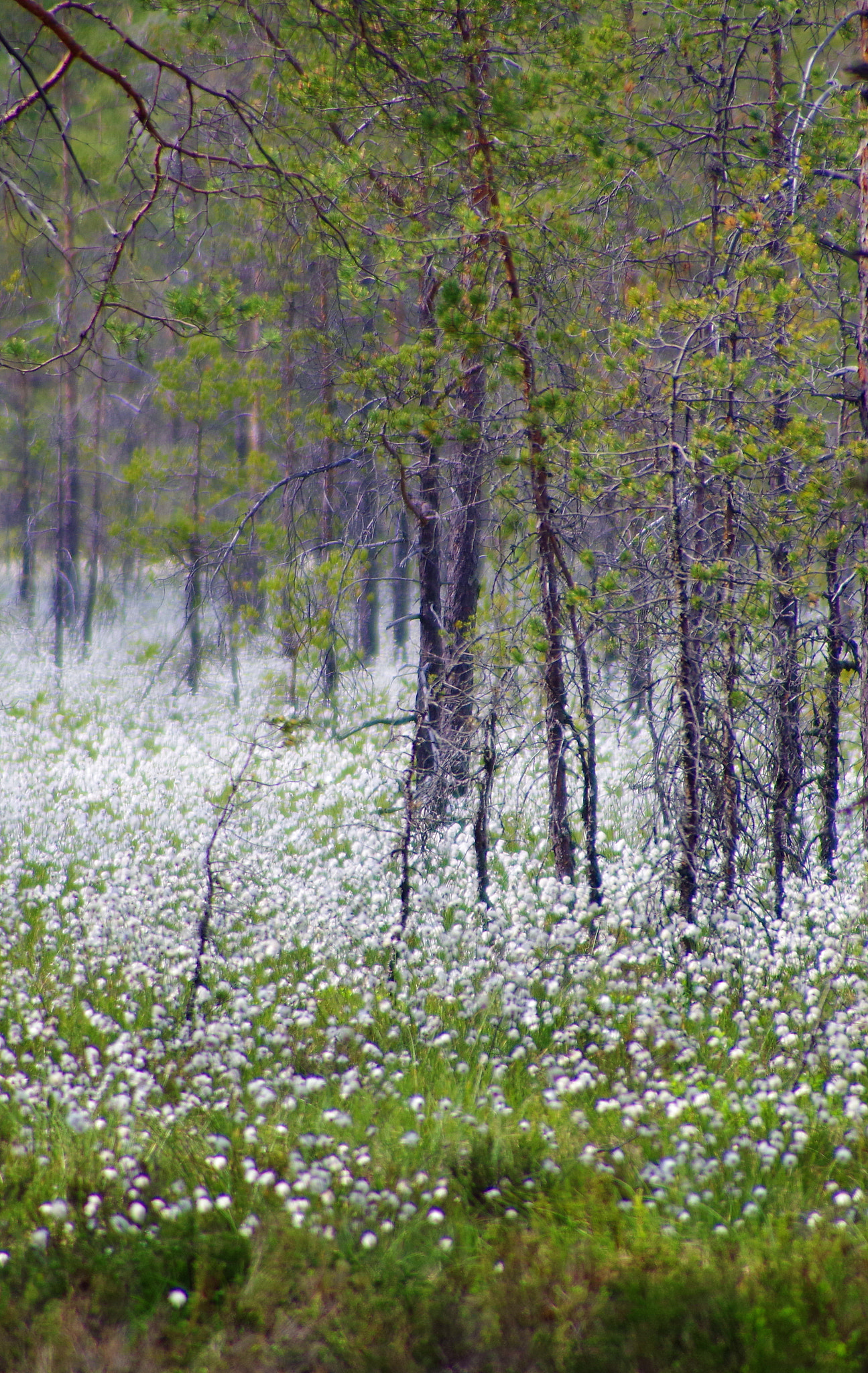 Pentax K-1 sample photo. Wool of forest photography
