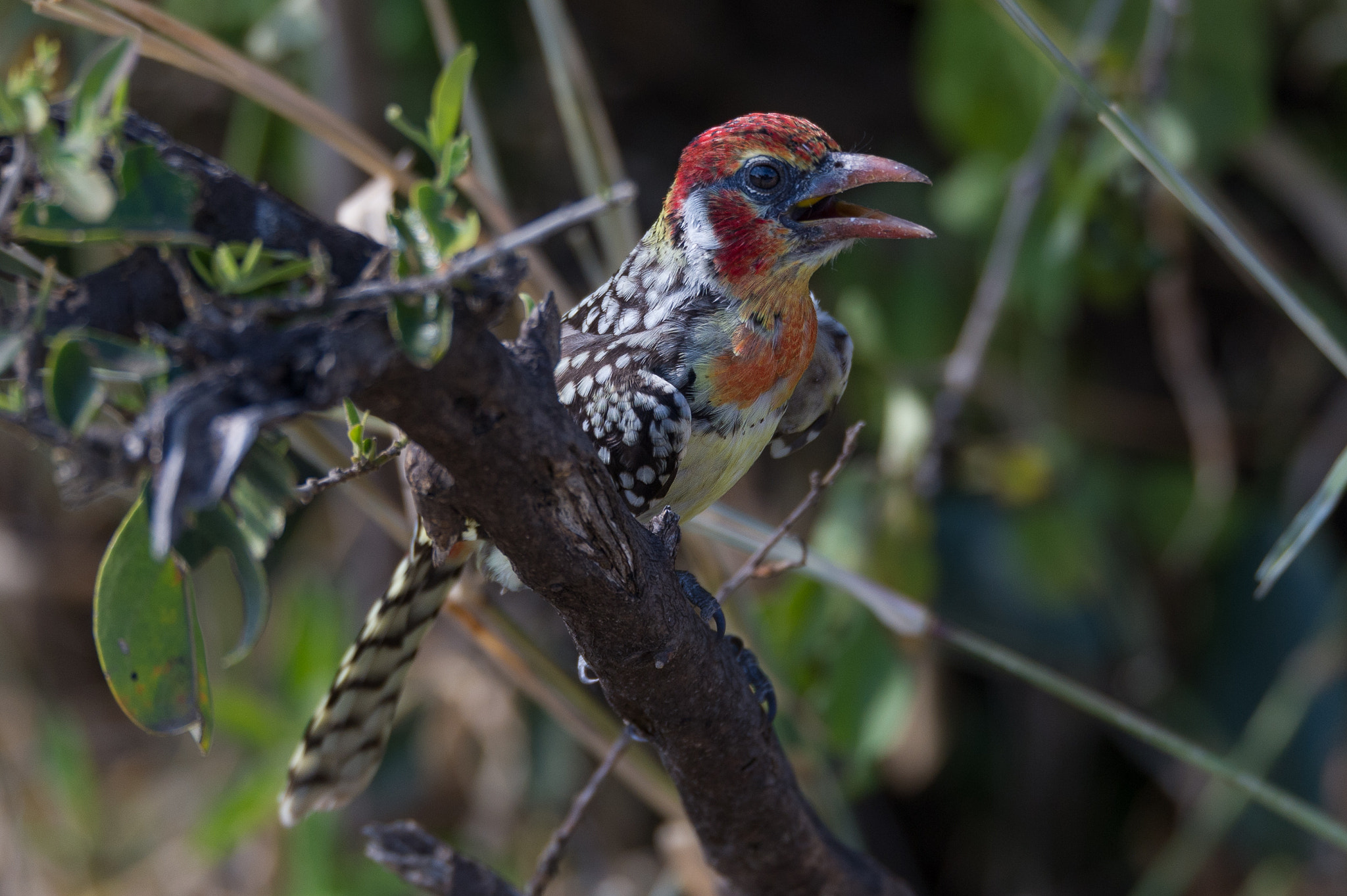 Sigma 150-600mm F5-6.3 DG OS HSM | S sample photo. Red-and-yellow barbet photography