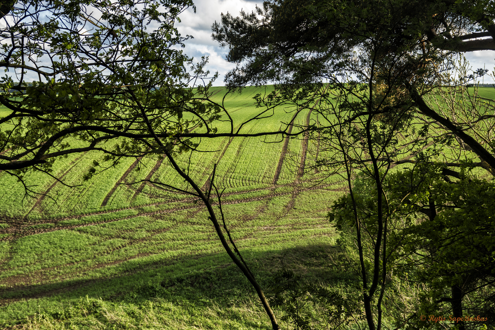 Sony DT 18-200mm F3.5-6.3 sample photo. Fields of green photography
