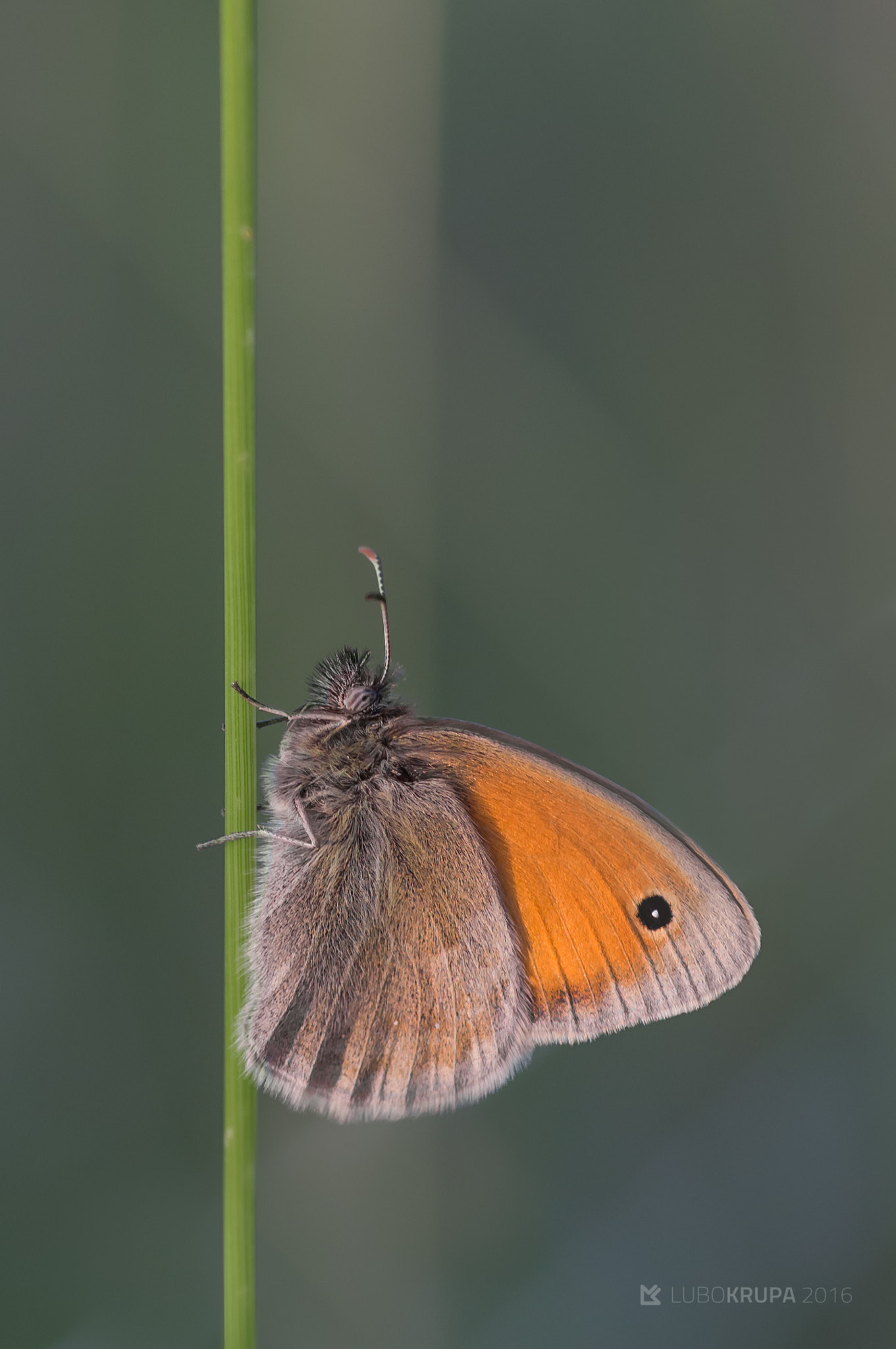 Pentax K-r + Tamron SP AF 90mm F2.8 Di Macro sample photo. Coenonympha pamphilus photography