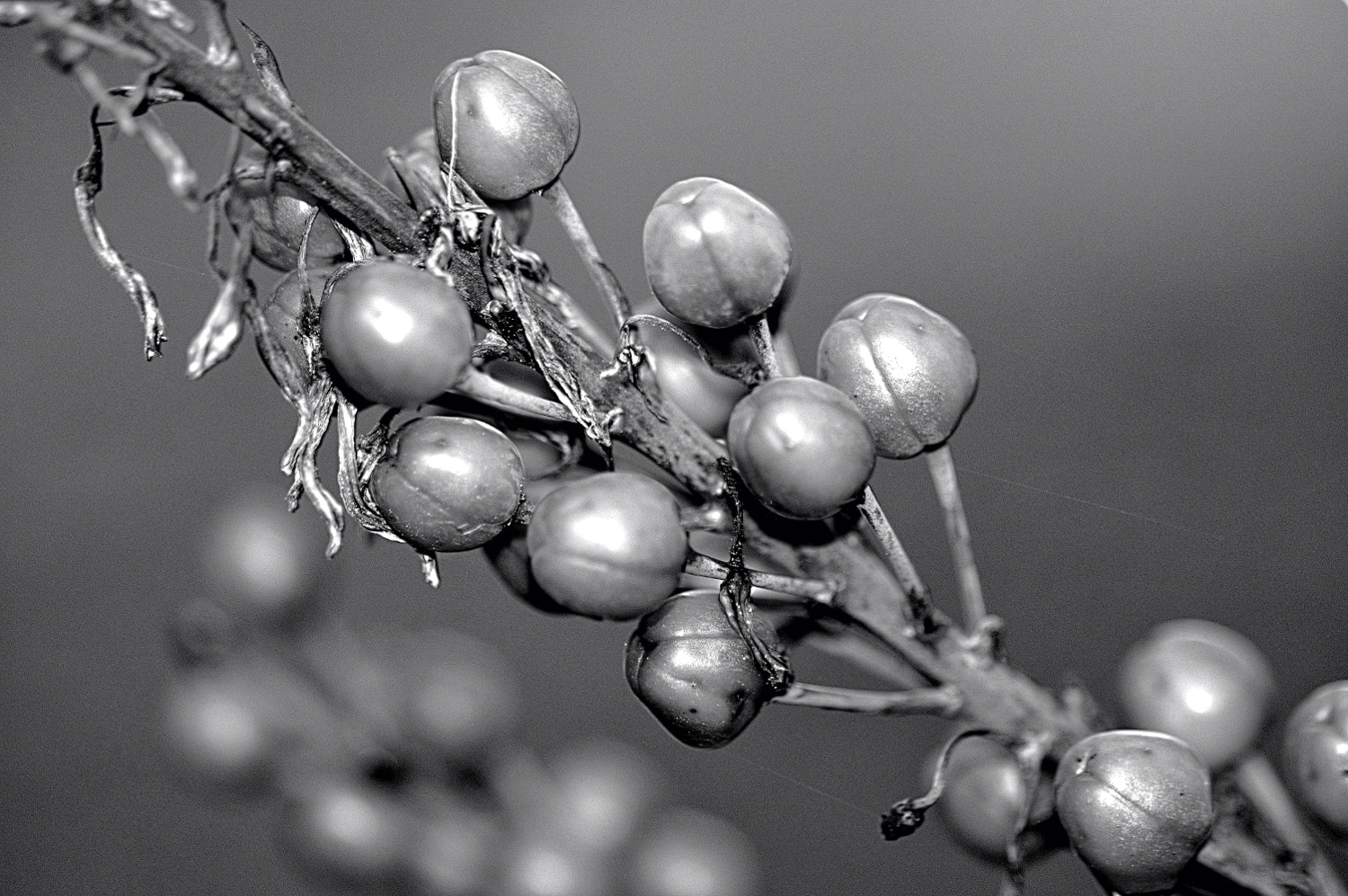 Nikon D70s + Sigma Macro 90mm F2.8 sample photo. A photography