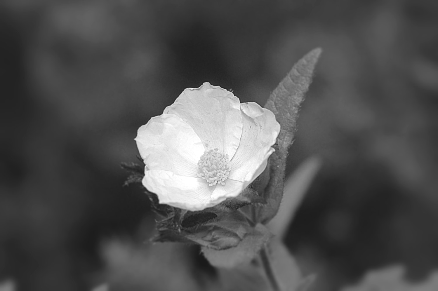 Nikon D70s + Sigma Macro 90mm F2.8 sample photo. A photography
