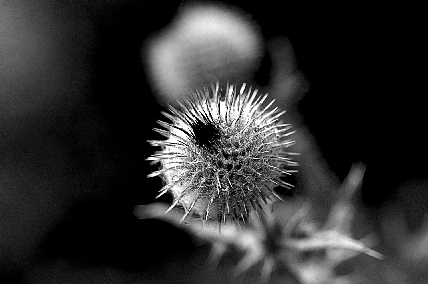 Nikon D70s + Sigma Macro 90mm F2.8 sample photo. A photography