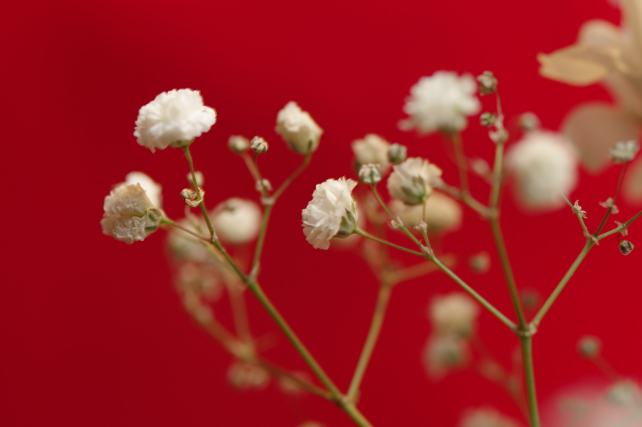 Pentax smc D-FA 50mm F2.8 Macro sample photo