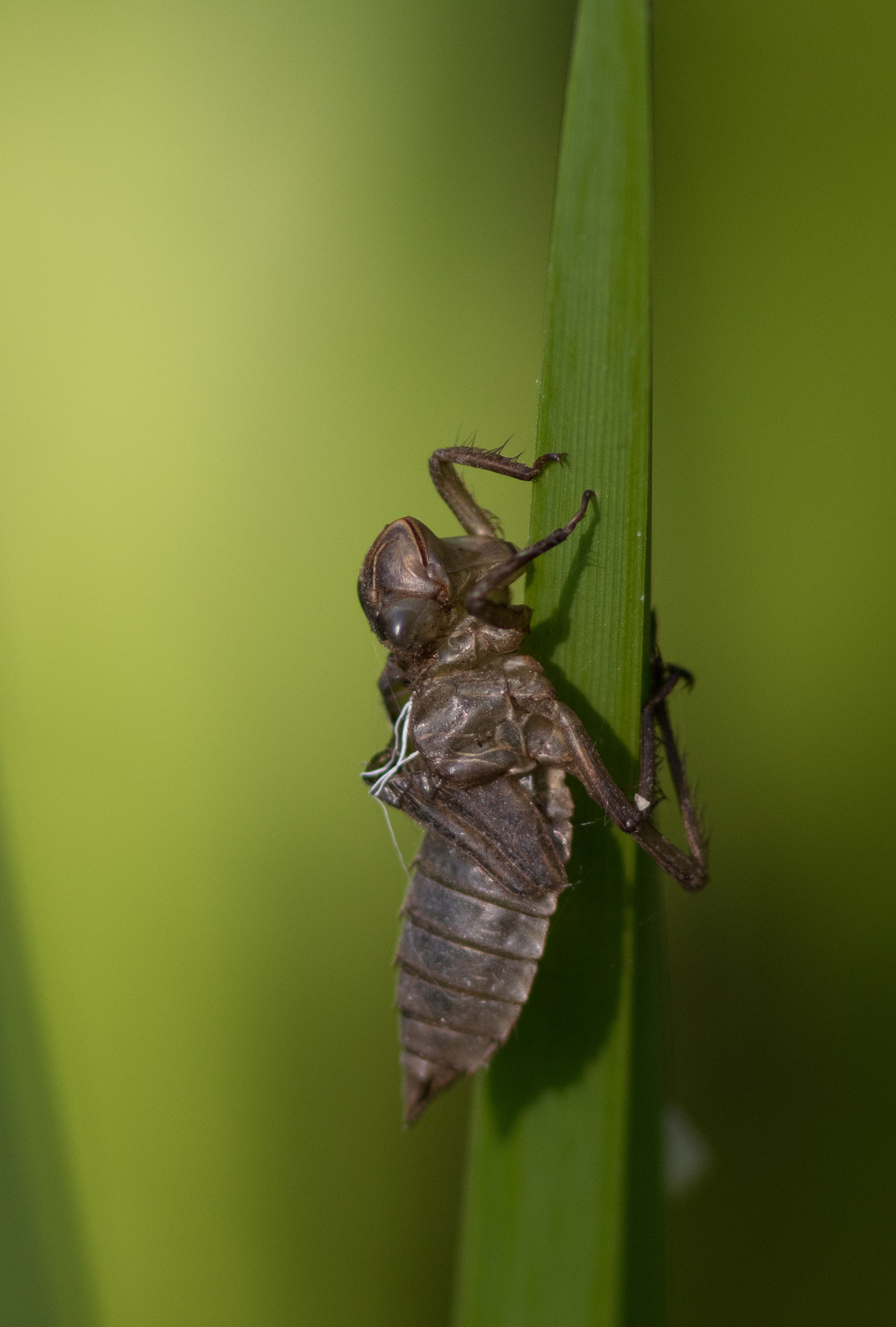 Canon EOS 80D + Canon EF 300mm F4L IS USM sample photo. Dragonfly pupa photography