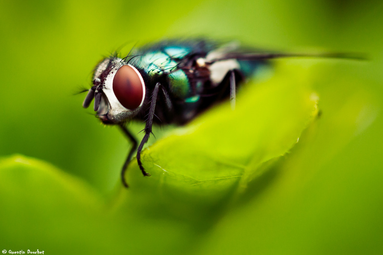 Canon EF 100mm F2.8 Macro USM sample photo. Mouche verte photography